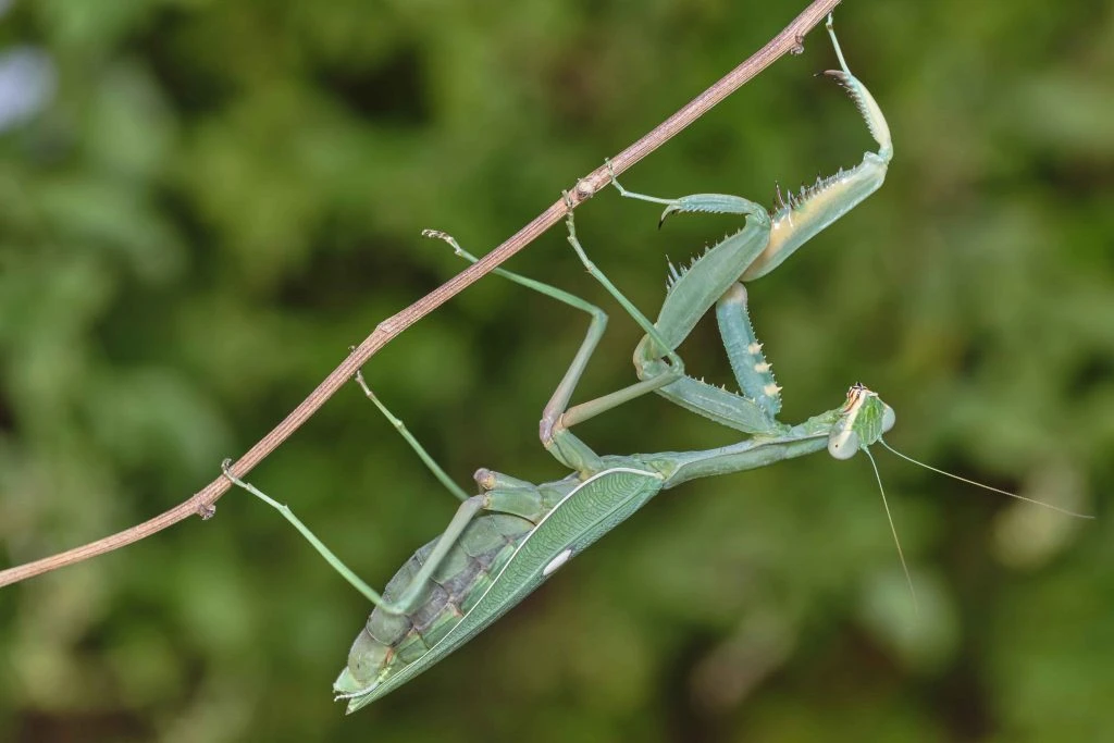 Prodám Kudlanky (Sphodromantis viridis)