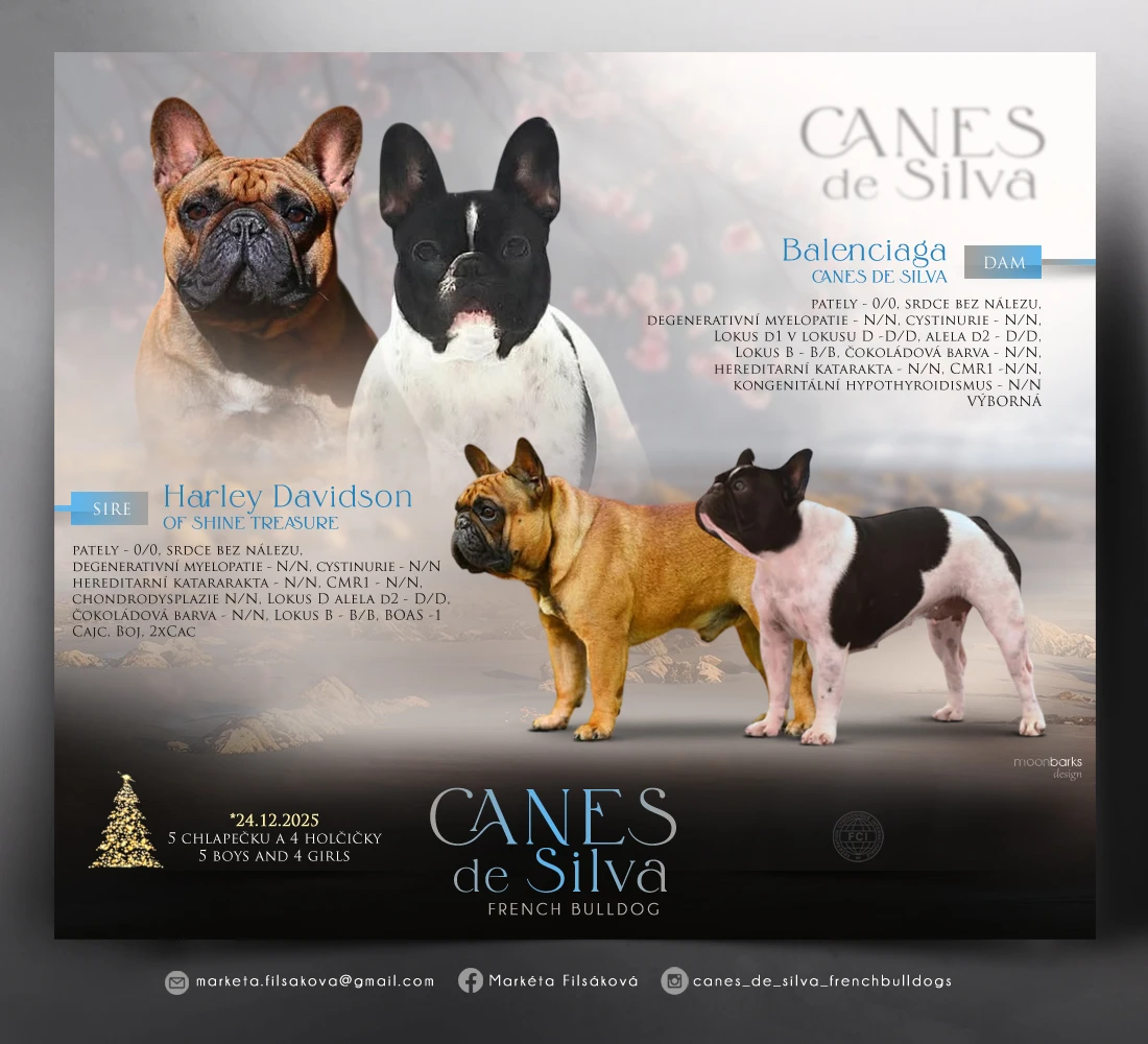 Francouzského buldočka s PP FCI