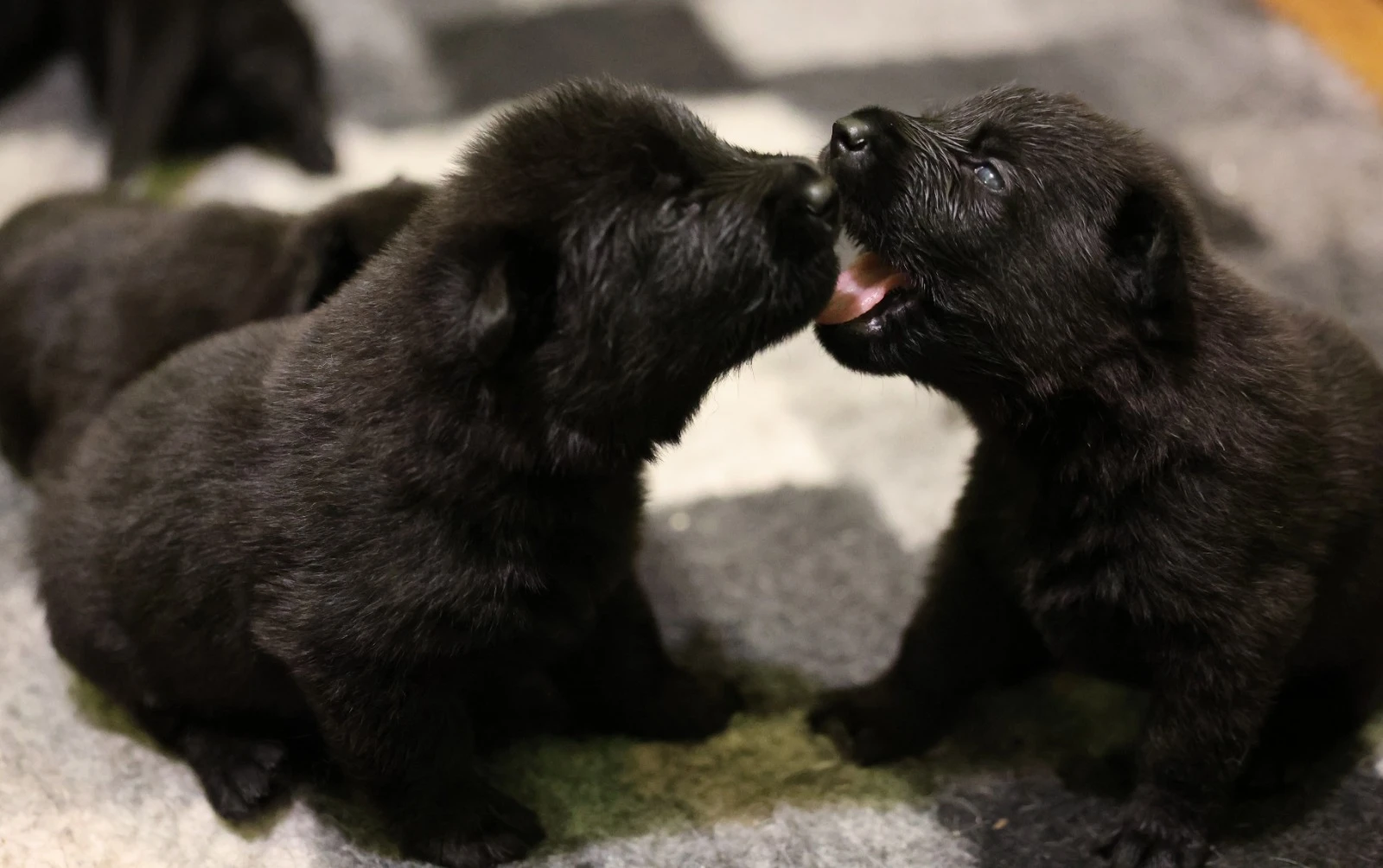 Německý ovčák štěňata s PP