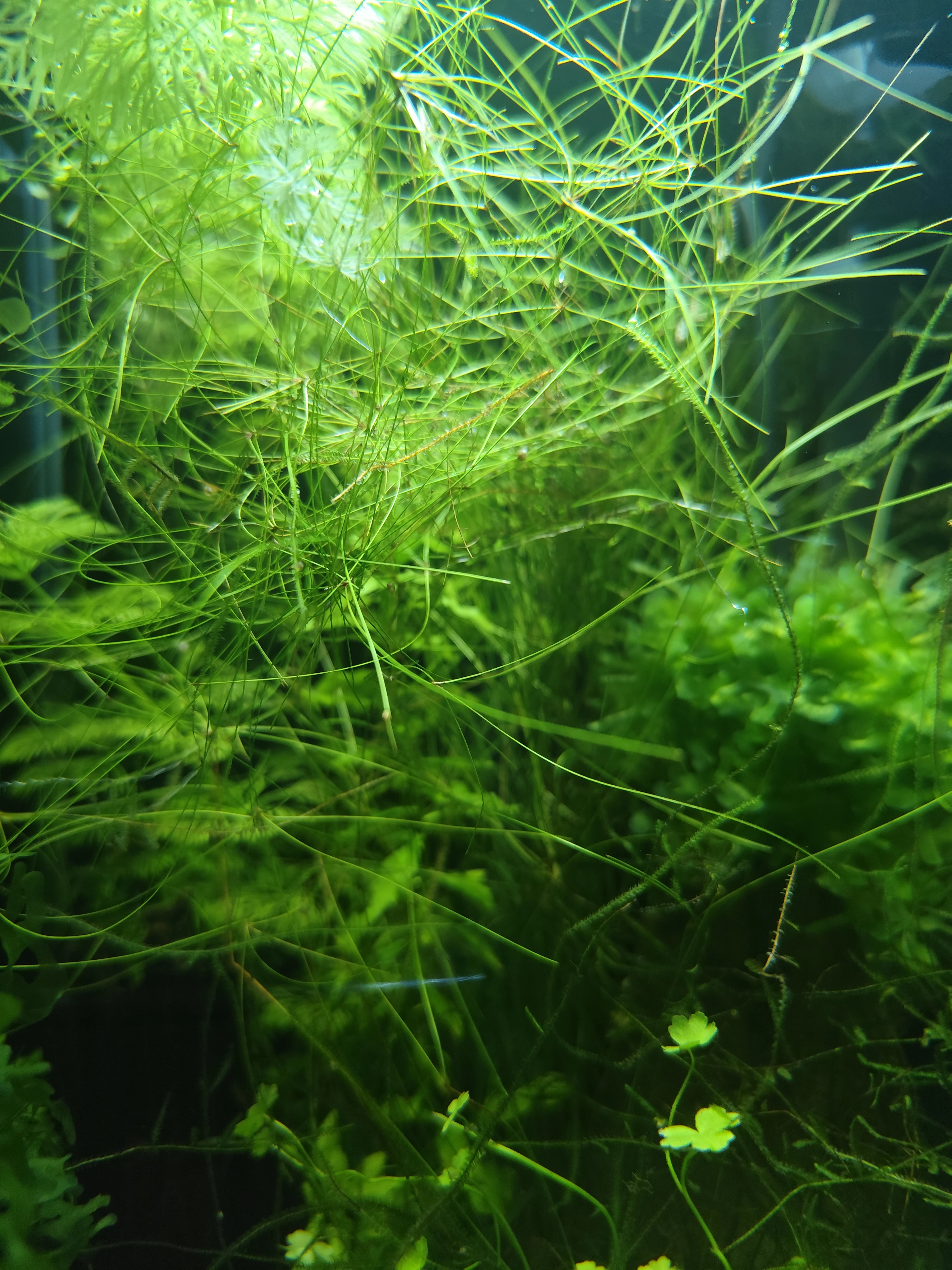 Eleocharis vivipara