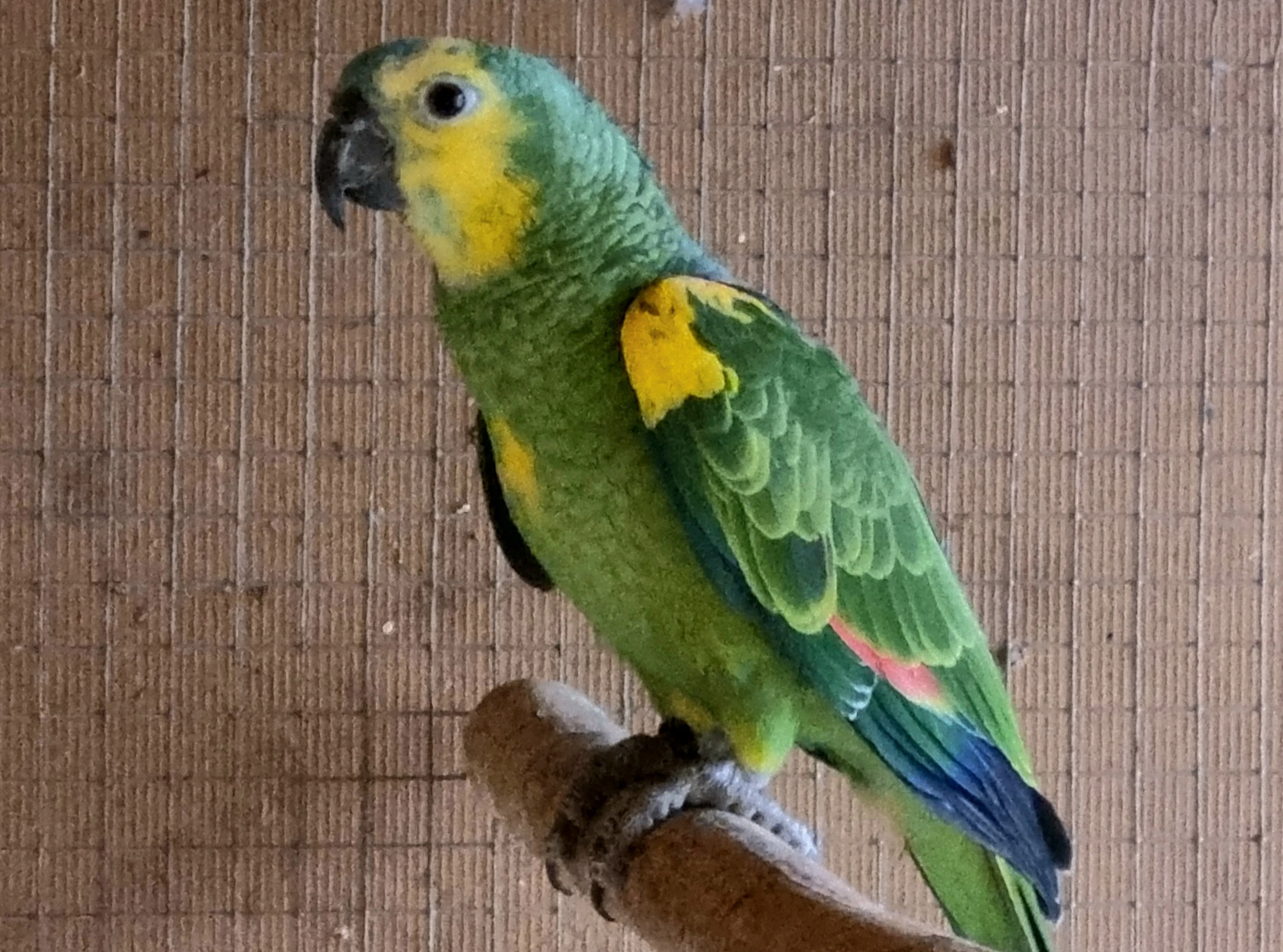 Amazonan modrocely xanthopteryx