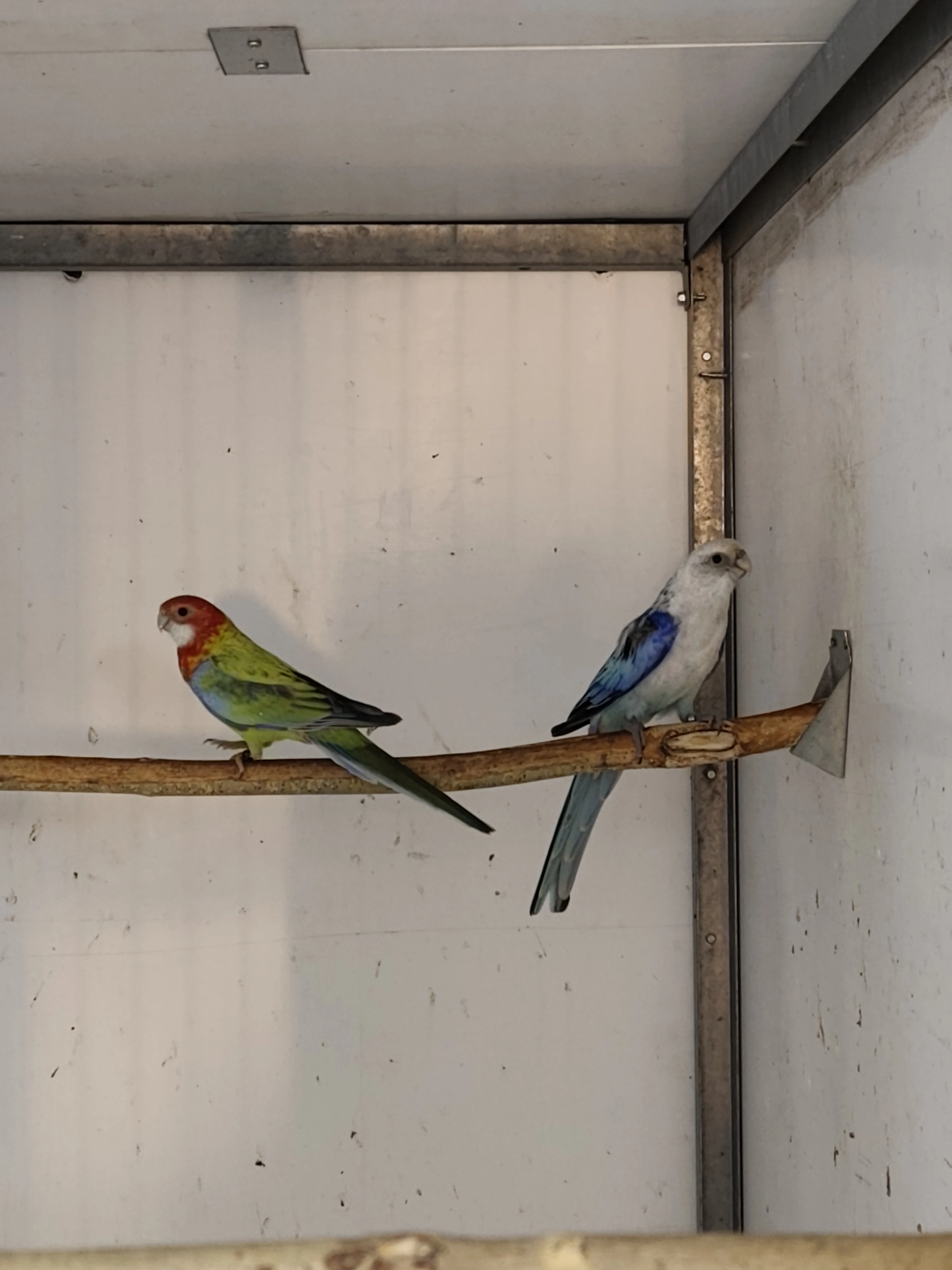 Rosela zlato modrá a modrá straka