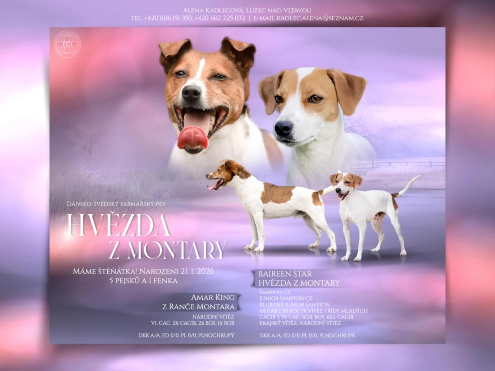 Rezervace štěňátek DSF