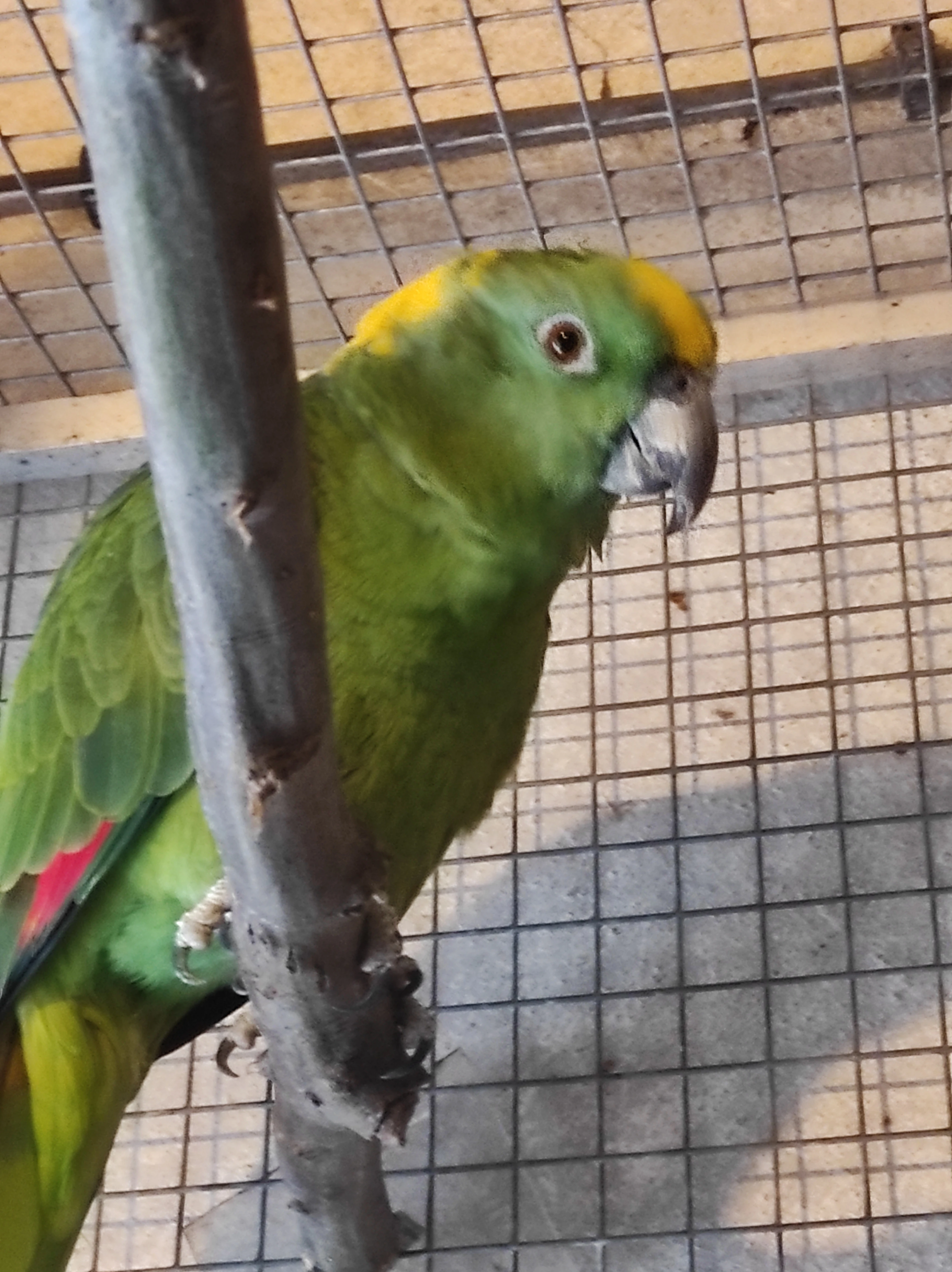 Amazoňan žlutokrky