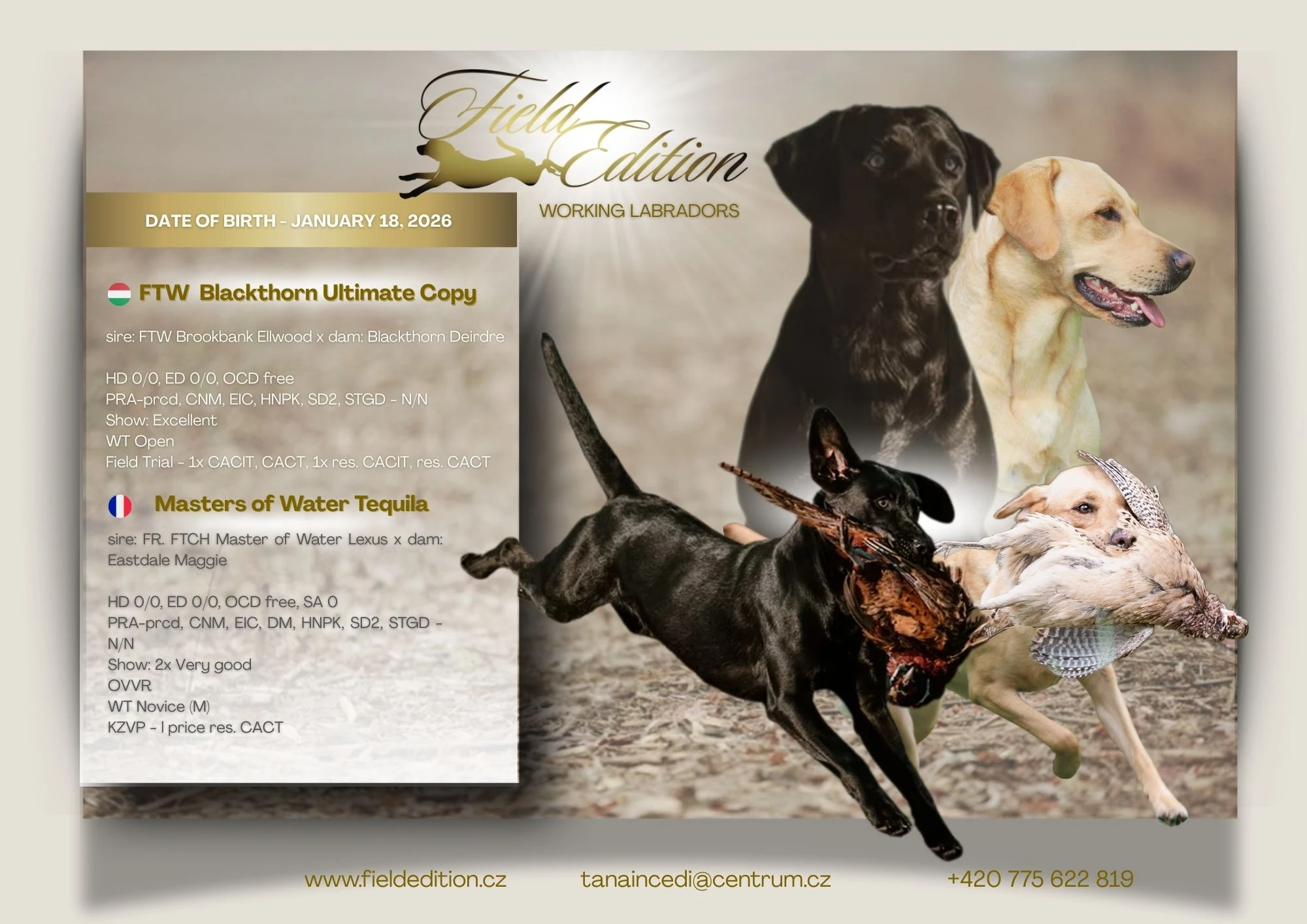 Štěňata Labrador retrievera s PP – Field Trial linie