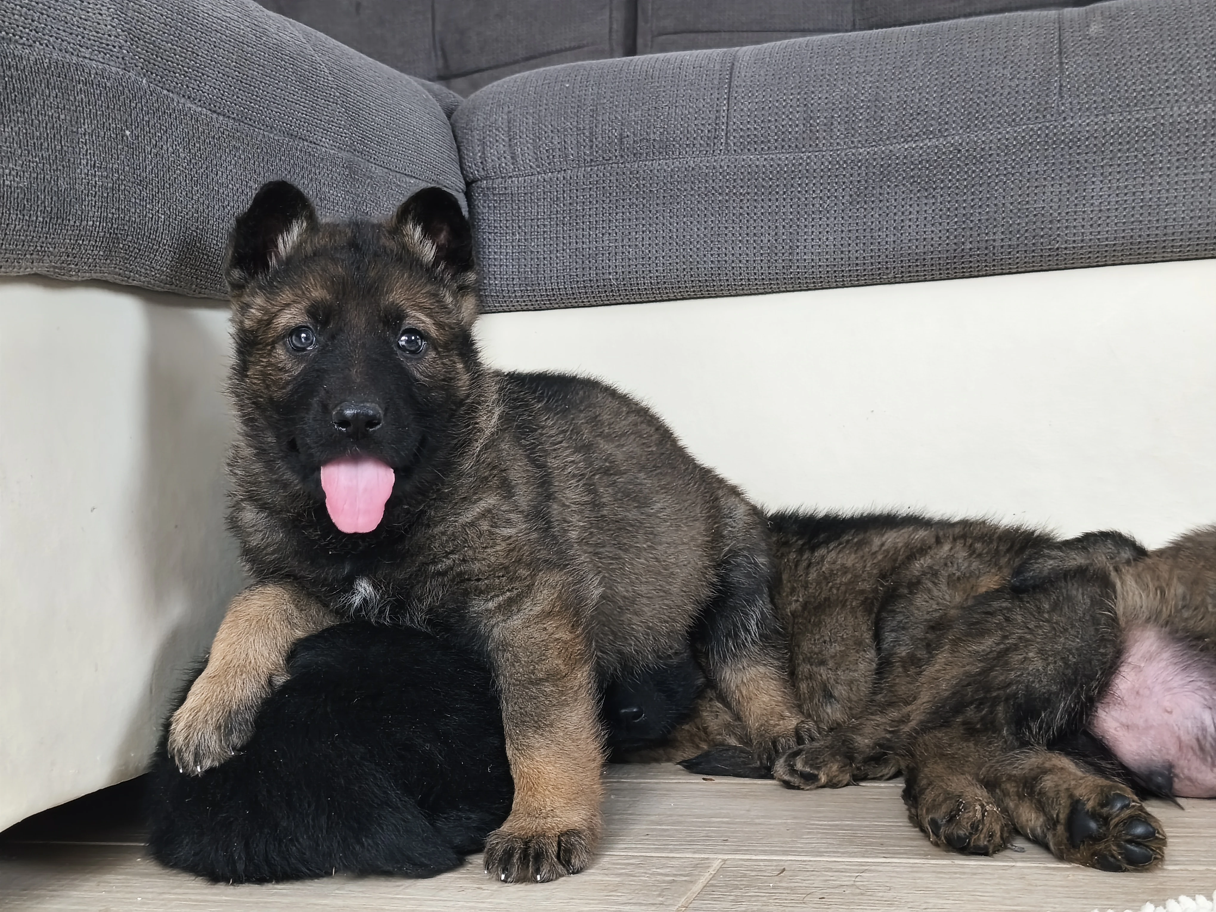 Německý ovčák s PP