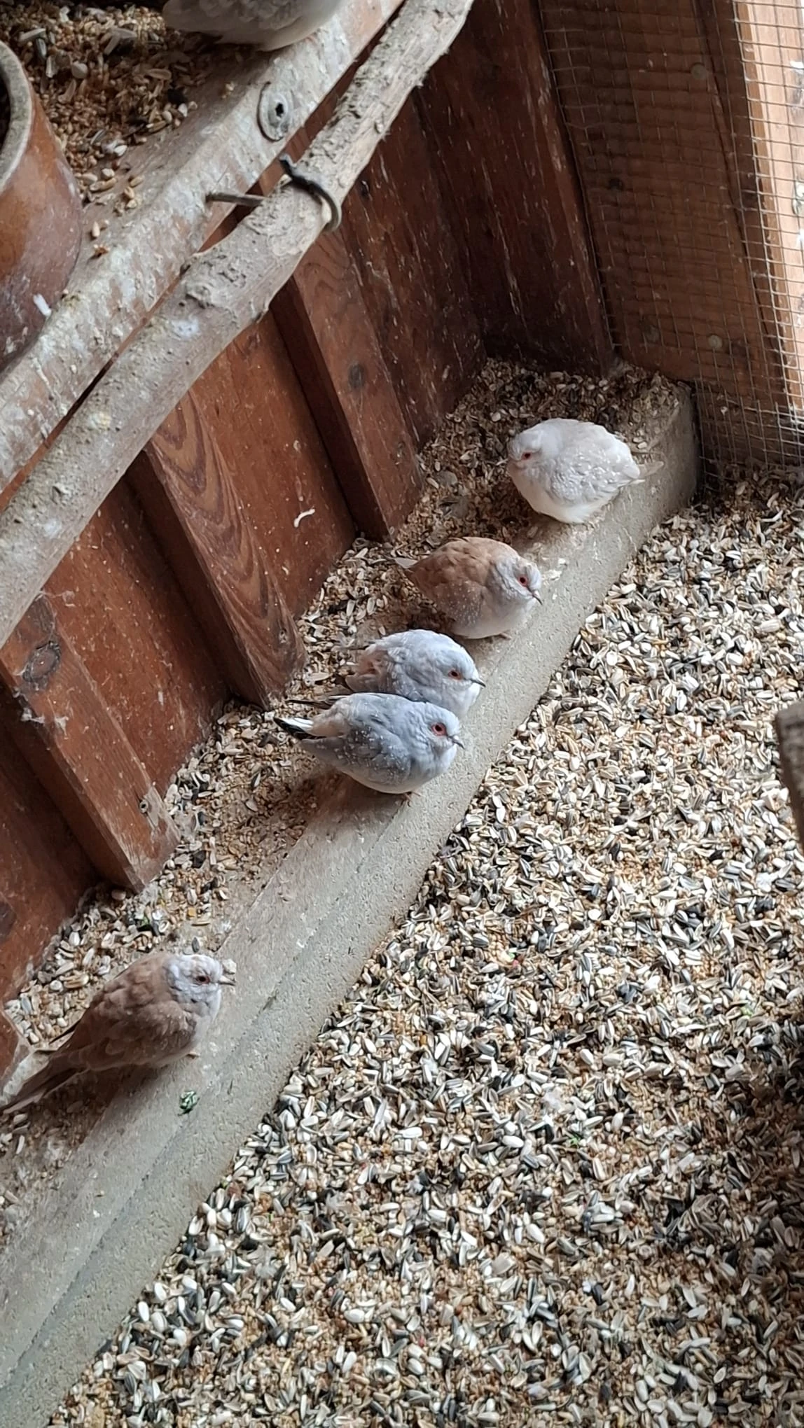 Holoubek diamantový