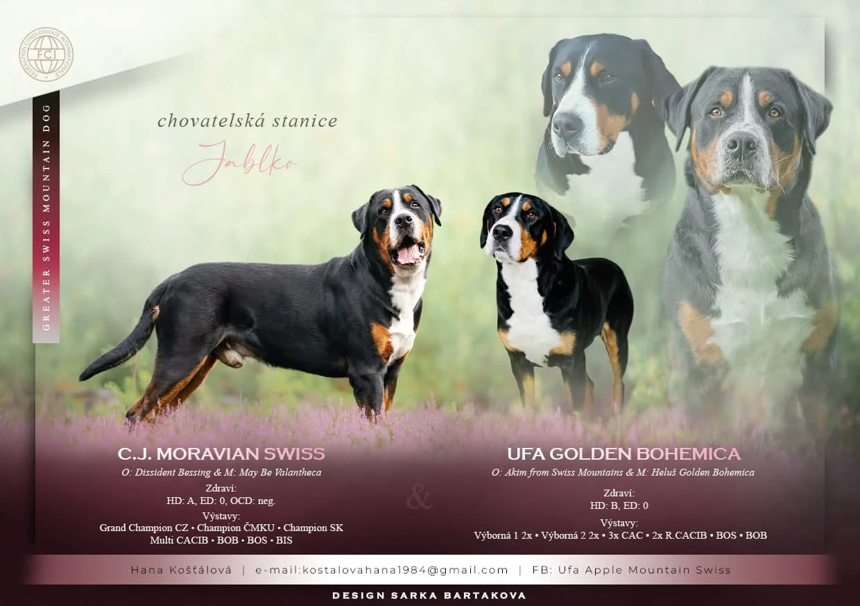 Velký švýcarský salašnický pes s PP