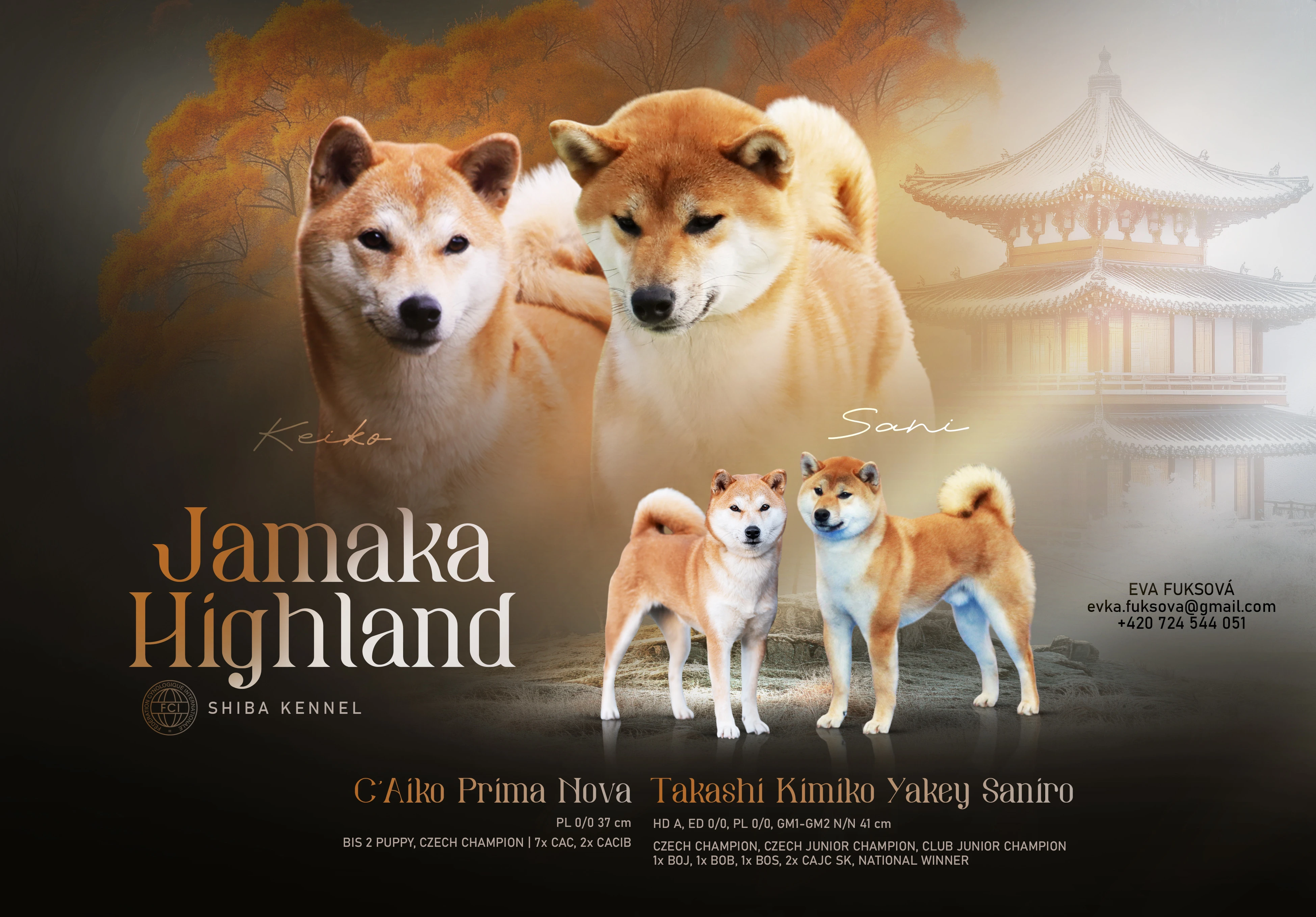 Shiba štěňata s PP FCI