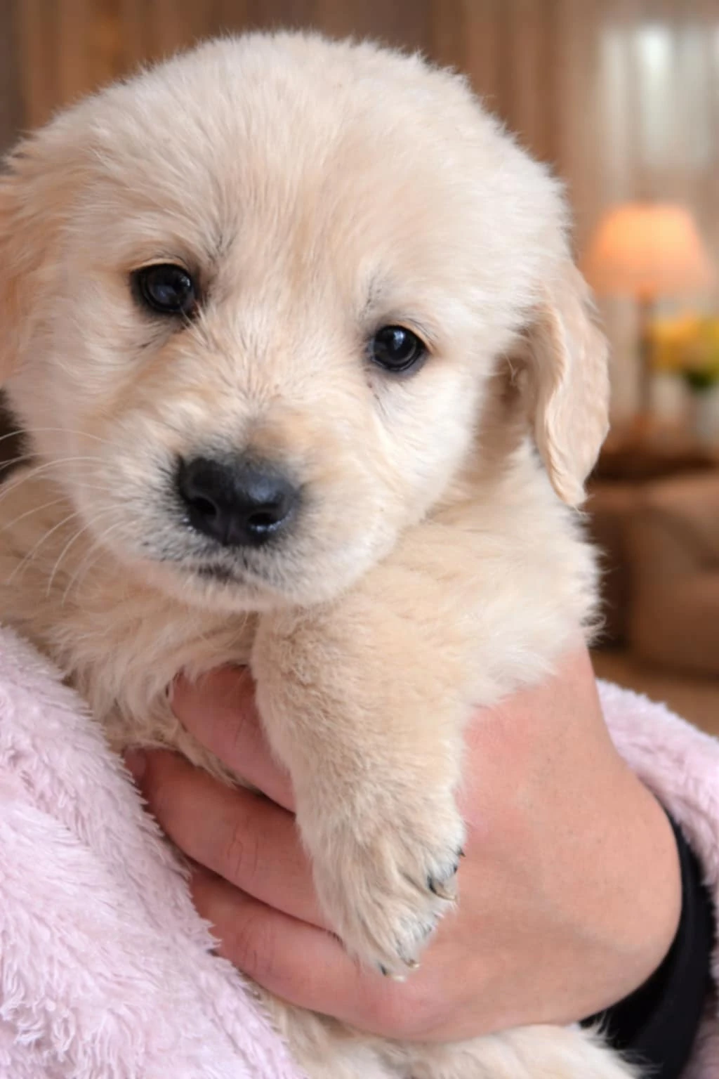 Labradorský retrívr