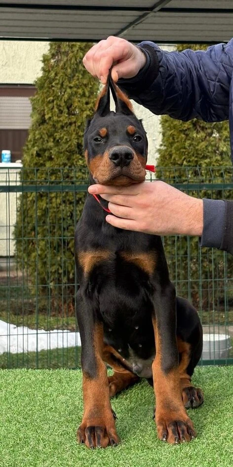 Dobermanská štěňata na prodej
