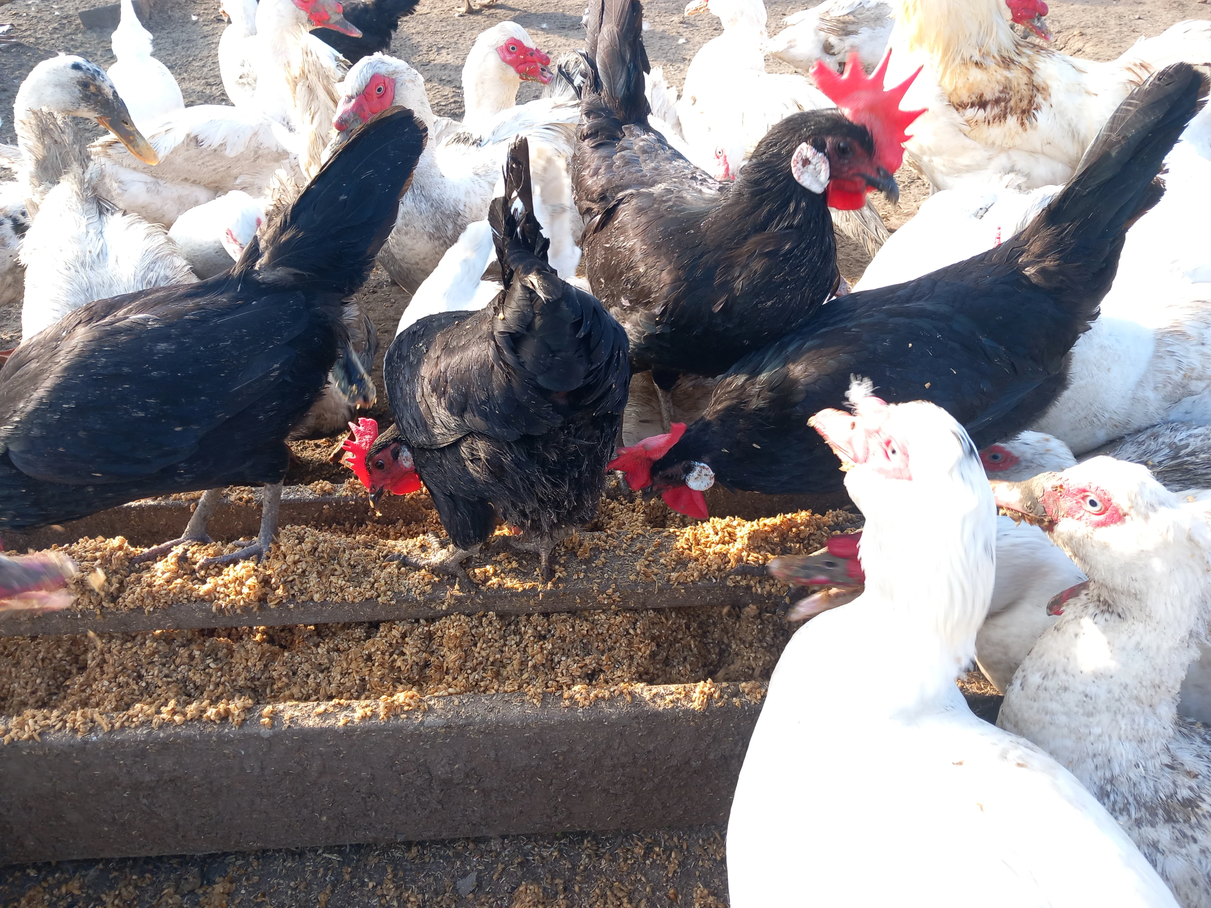 Koupím kohouta Minorky černé