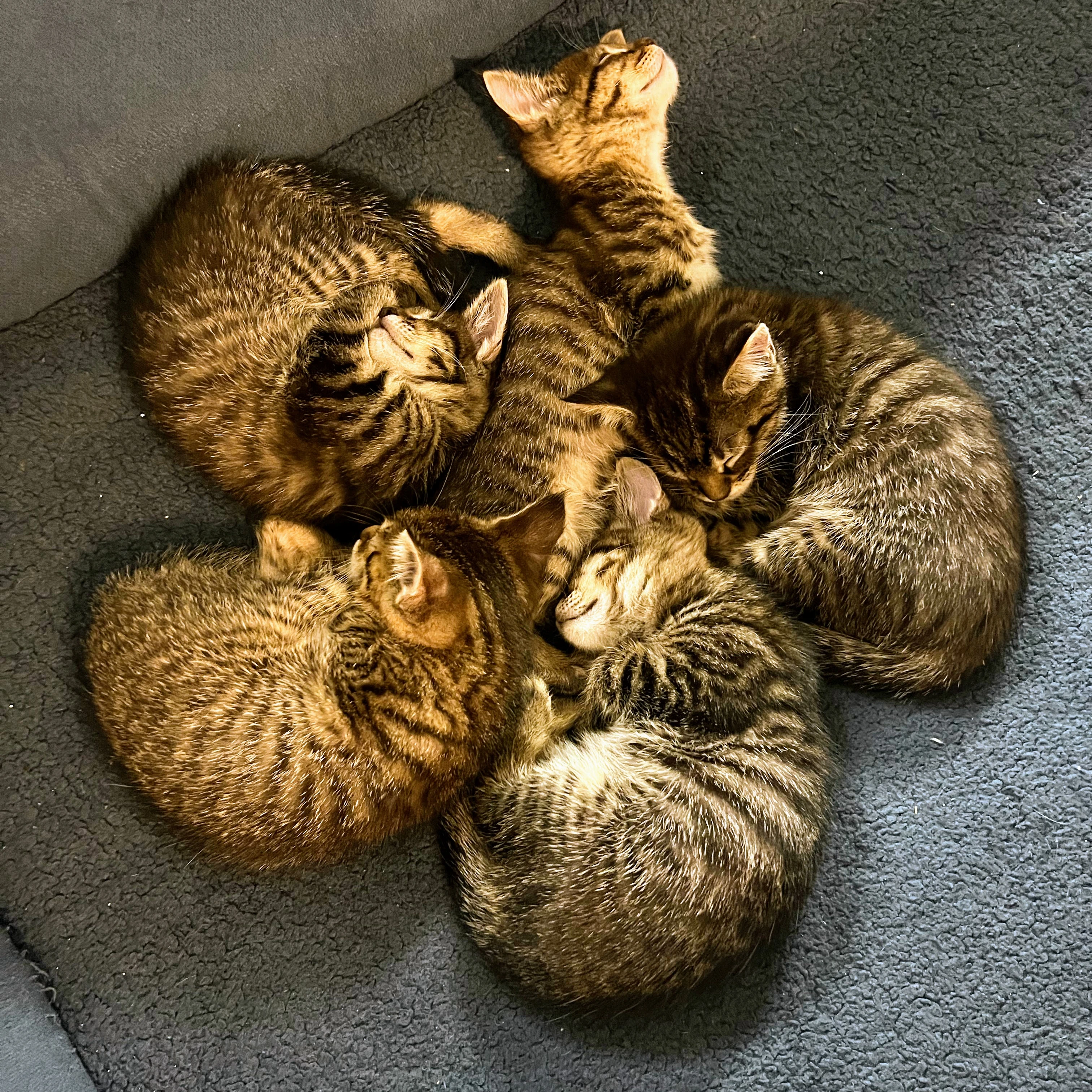 Mainská mývalí bez PP