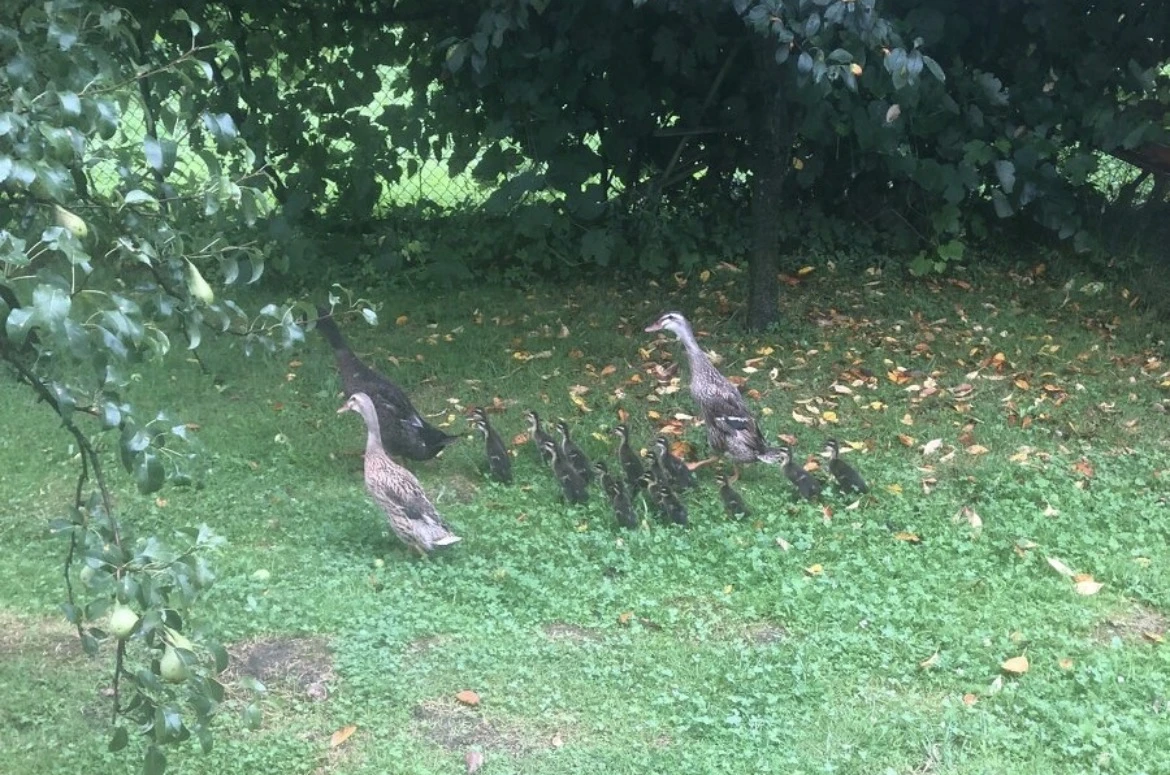 Indický běžec - víc ks