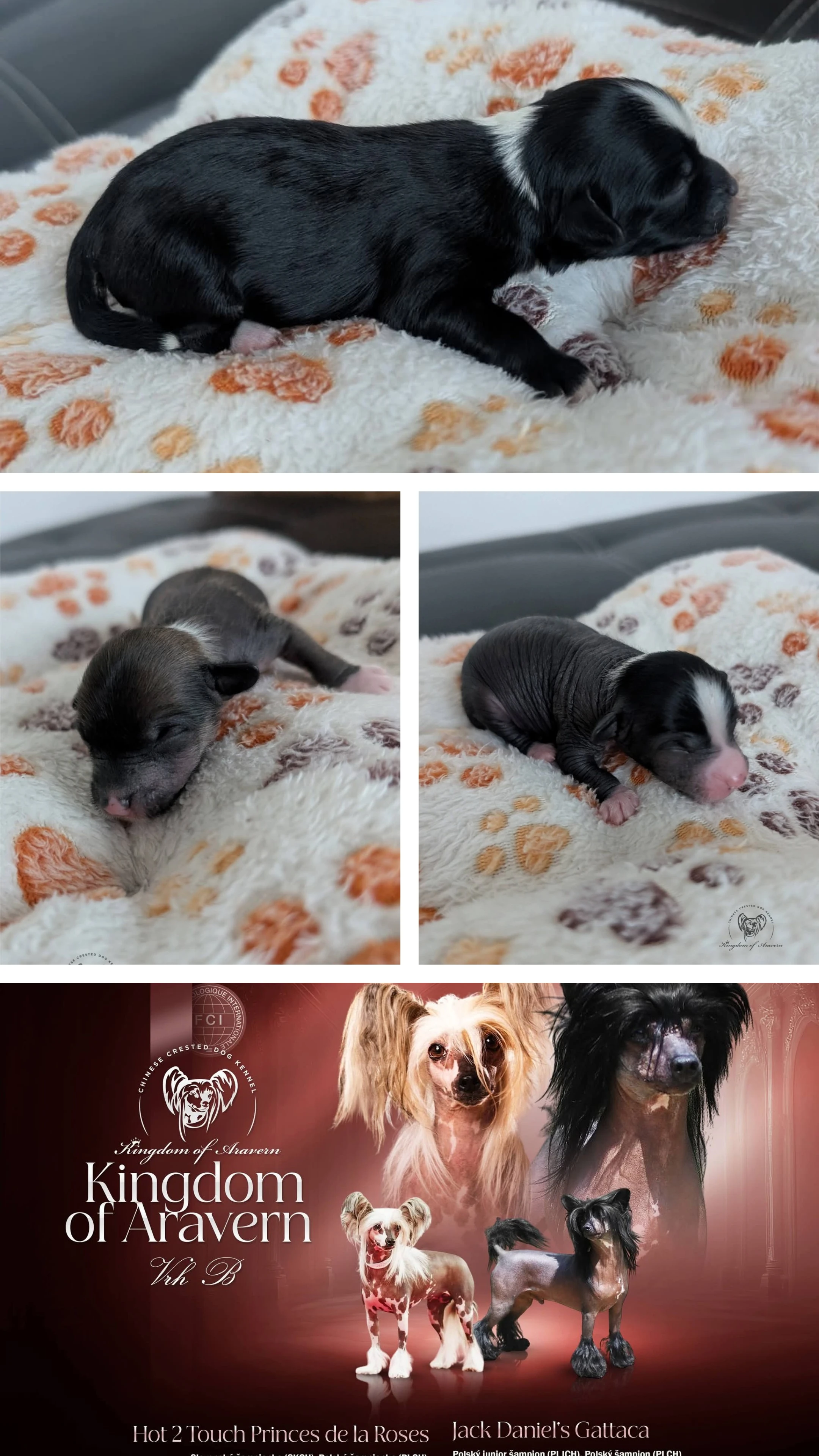 Štenatka k rezervaci čínsky chocholatý pes