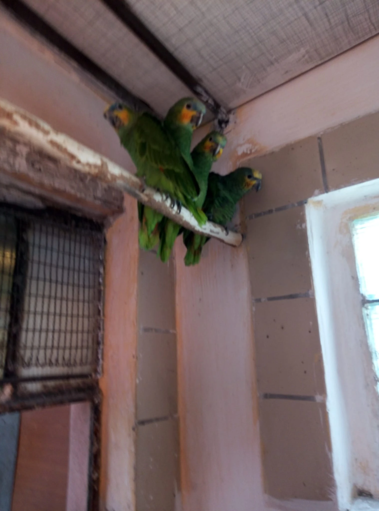 Amazoňan oranžovokřídlý