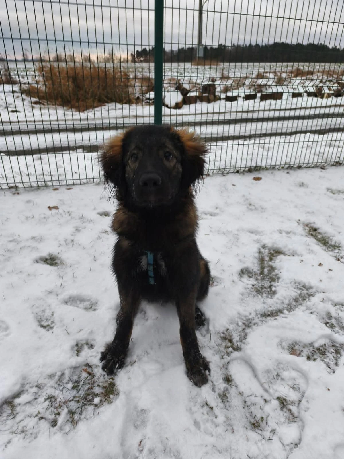 Daruji psa - štěňe