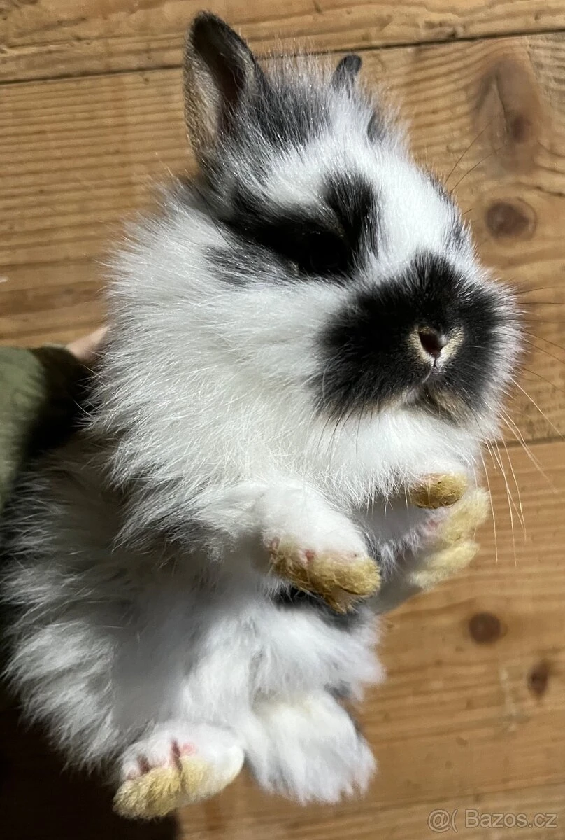 Zakrslý králíček