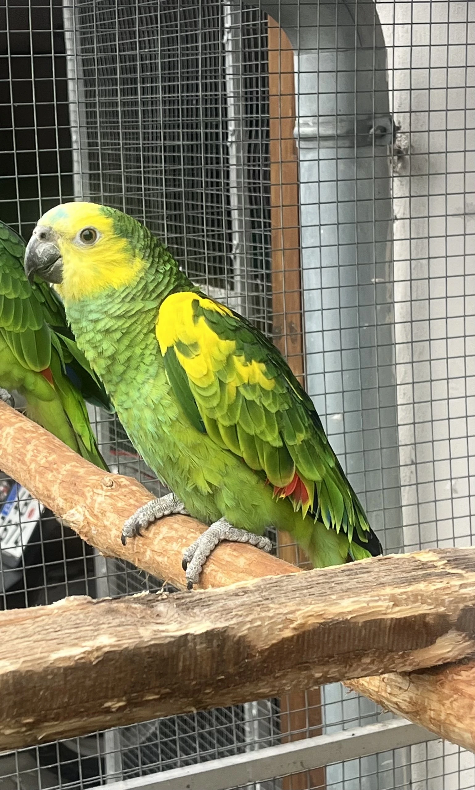 Amazonan modrocel xanthopteryx