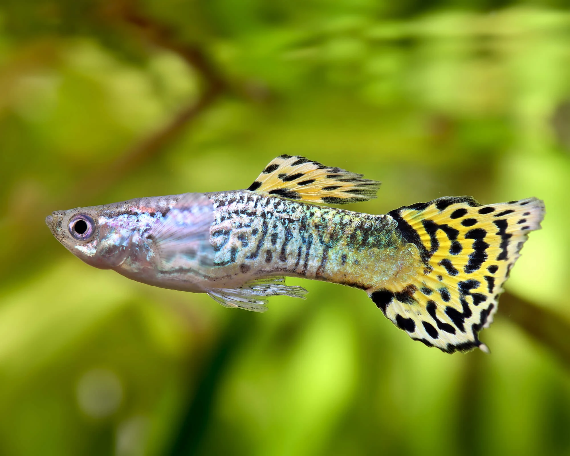 Paví očka – green cobra – vlastní odchov