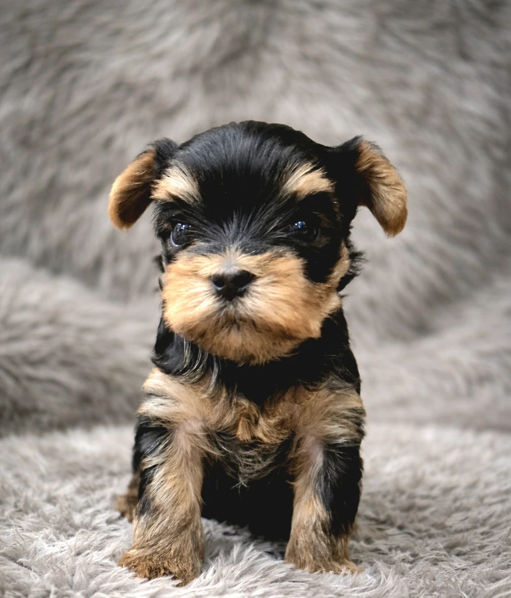 Jorkšírský terier, štěňátka s PP FCI