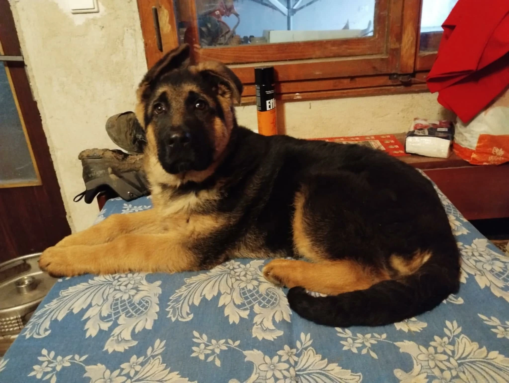 Německý ovčák - štěně s PP (pejsek)