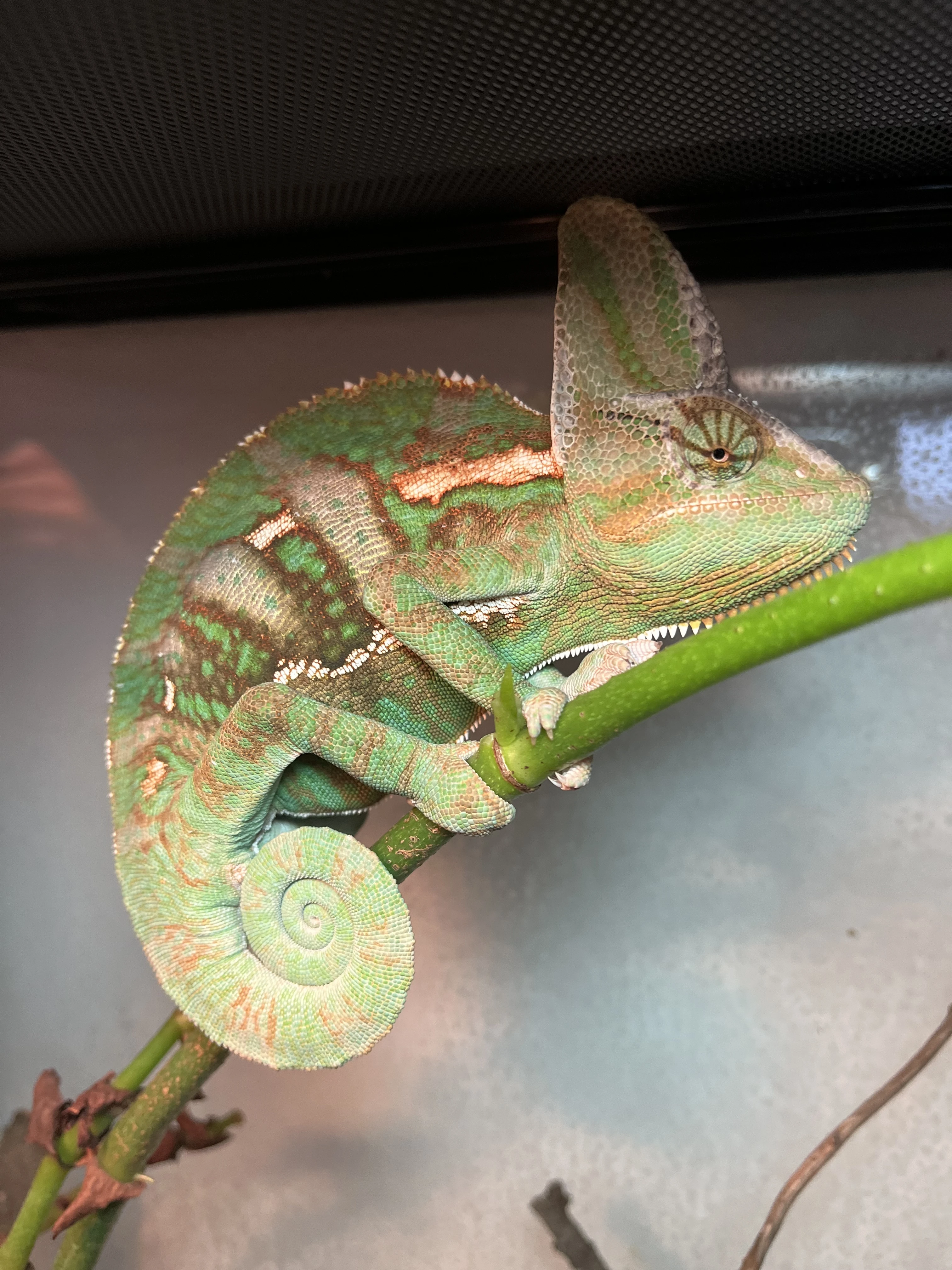 Chameleon jemenský s vybavením