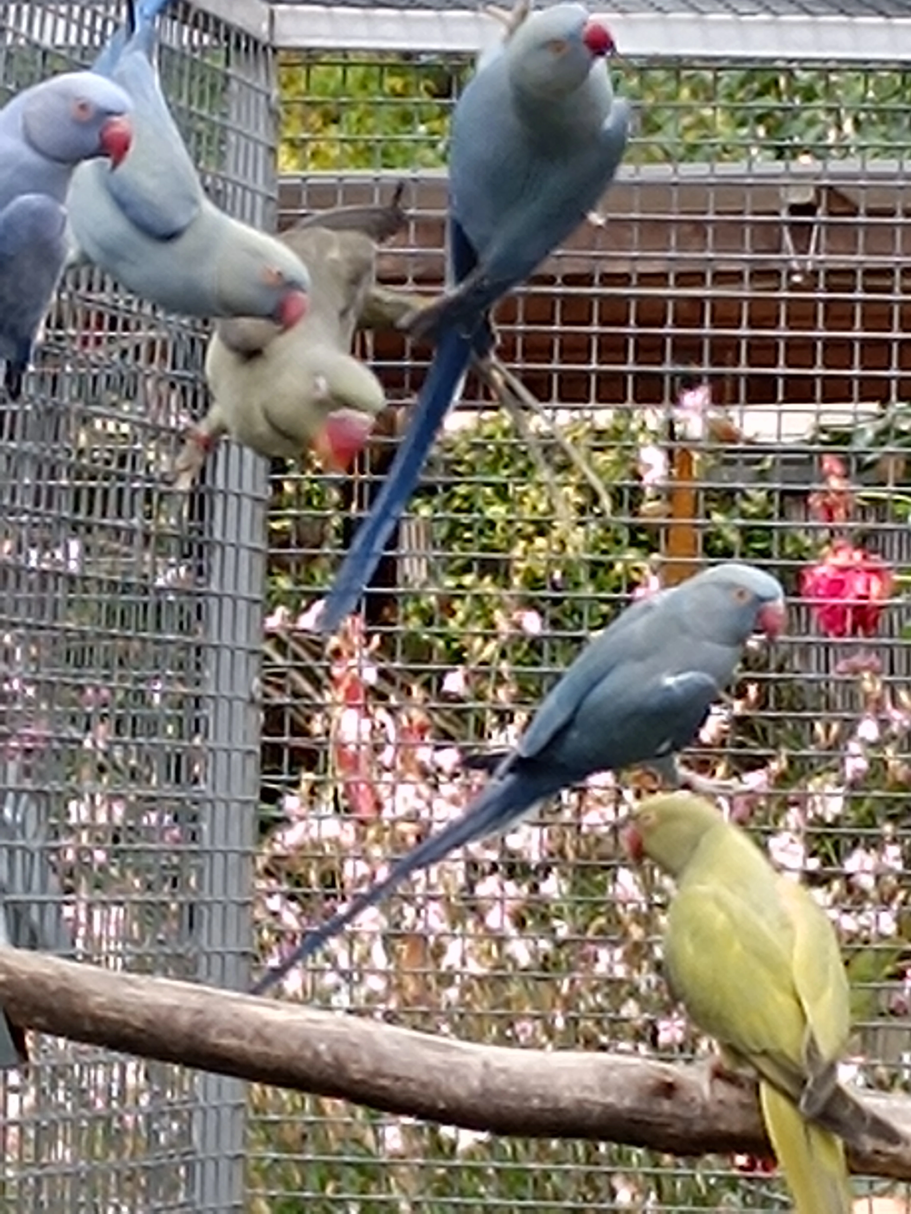 Alexandr Malý Mutace Prodej