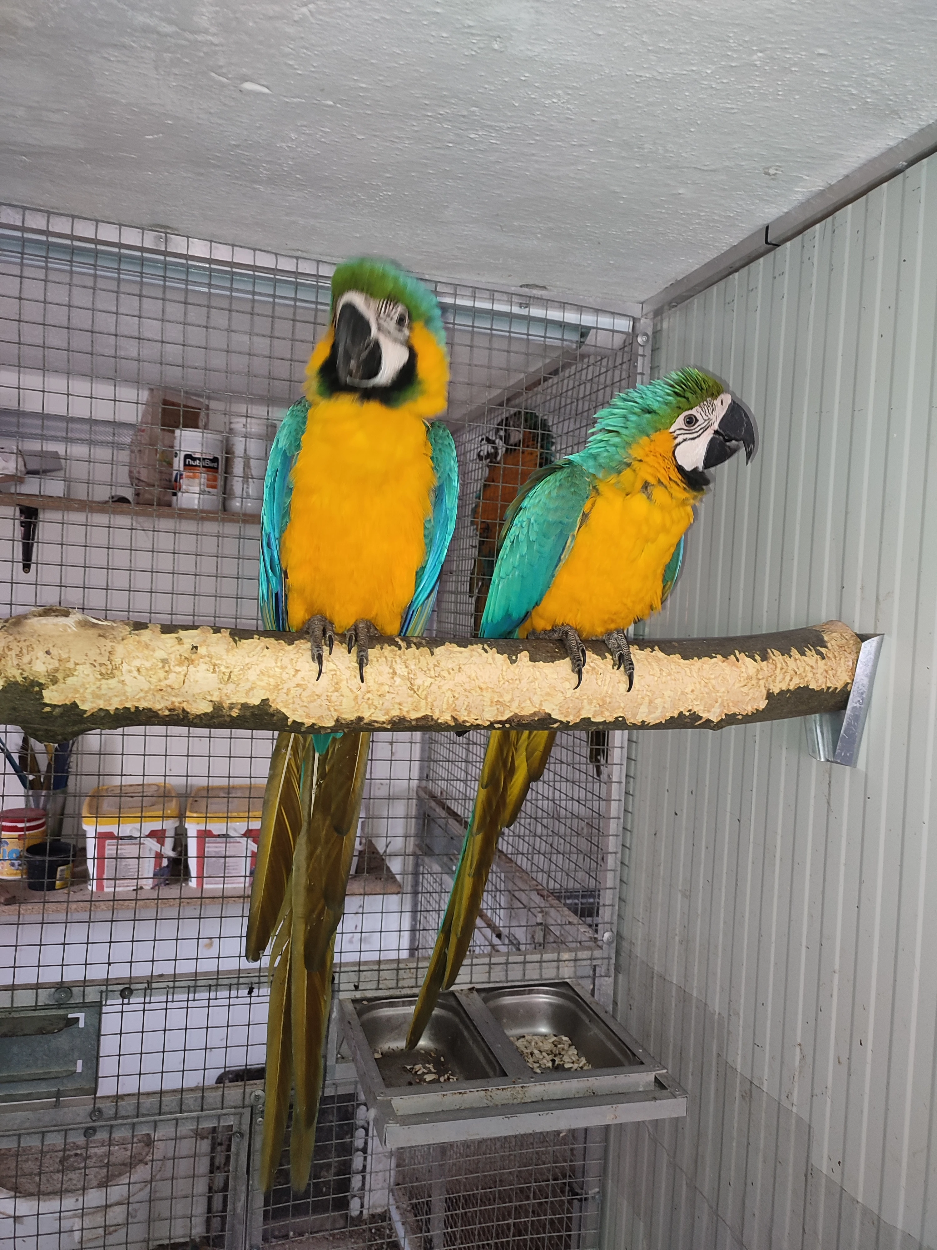 Pár Ara Ararauna r.24