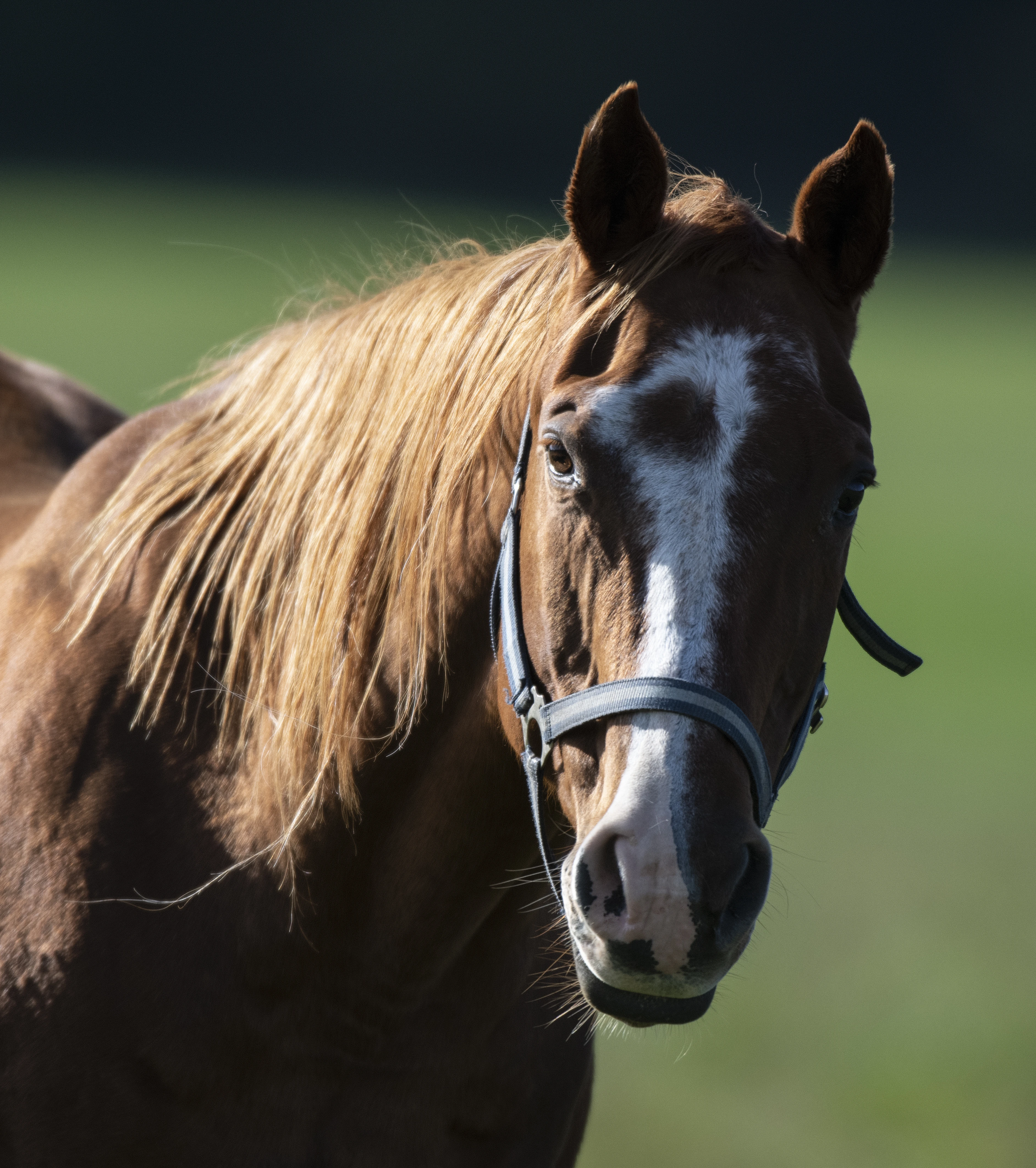 Hledá se obyčejná ženská od koní