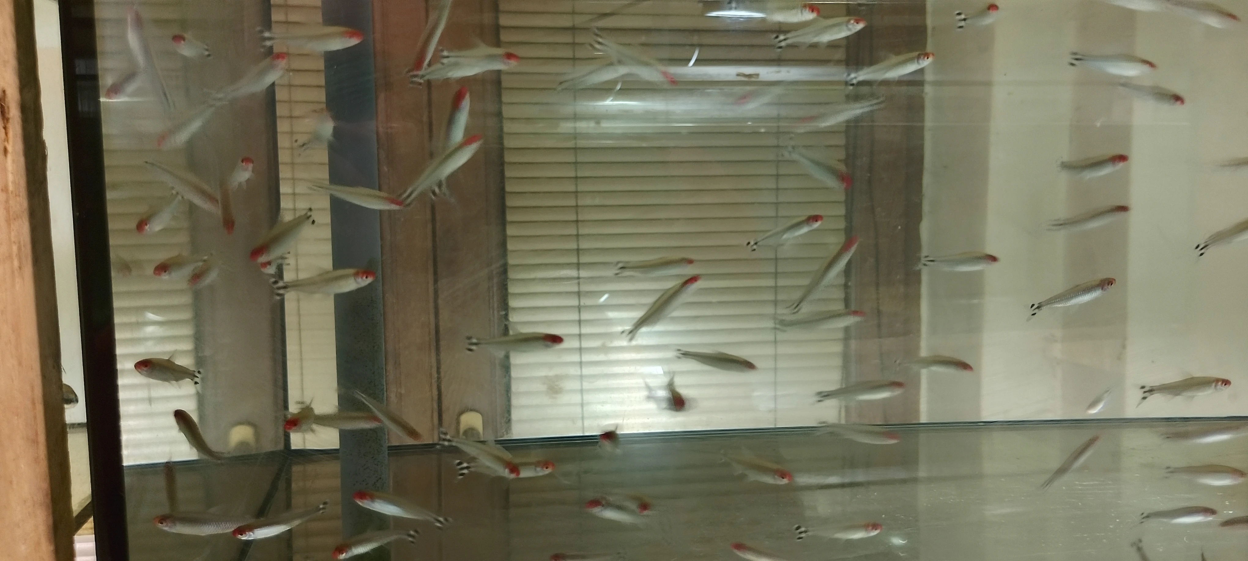 Tetra červenoústá