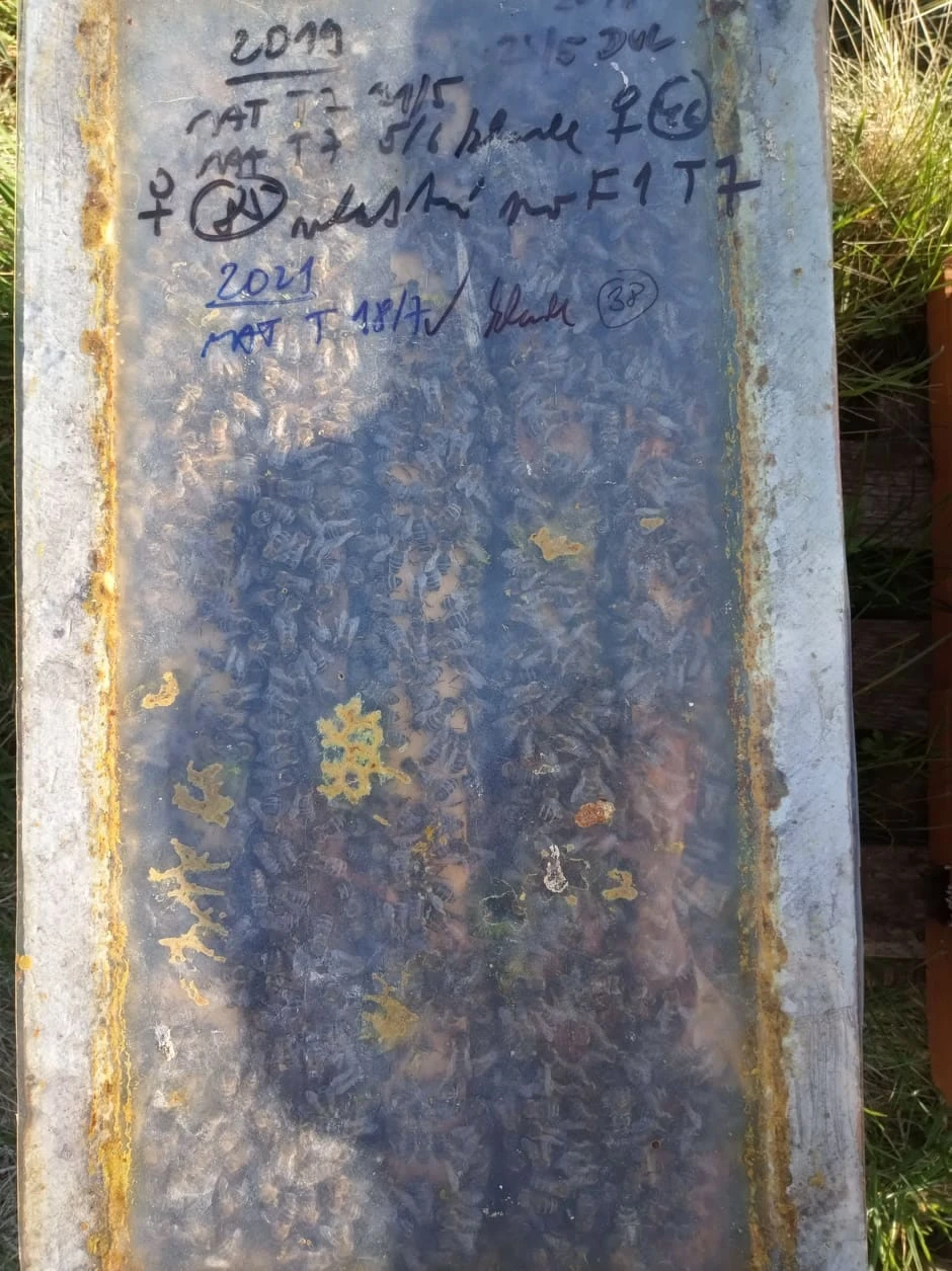 Vyzimované oddělky