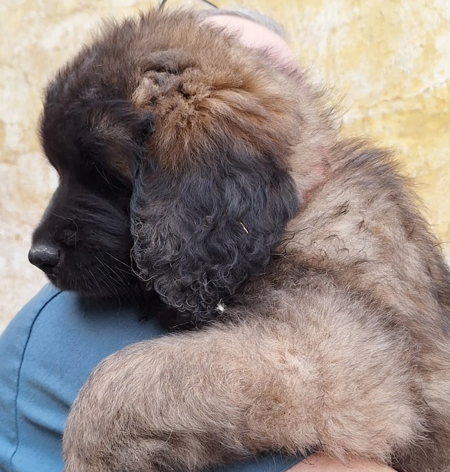 Royals Sedmidomky - bereme záznamy