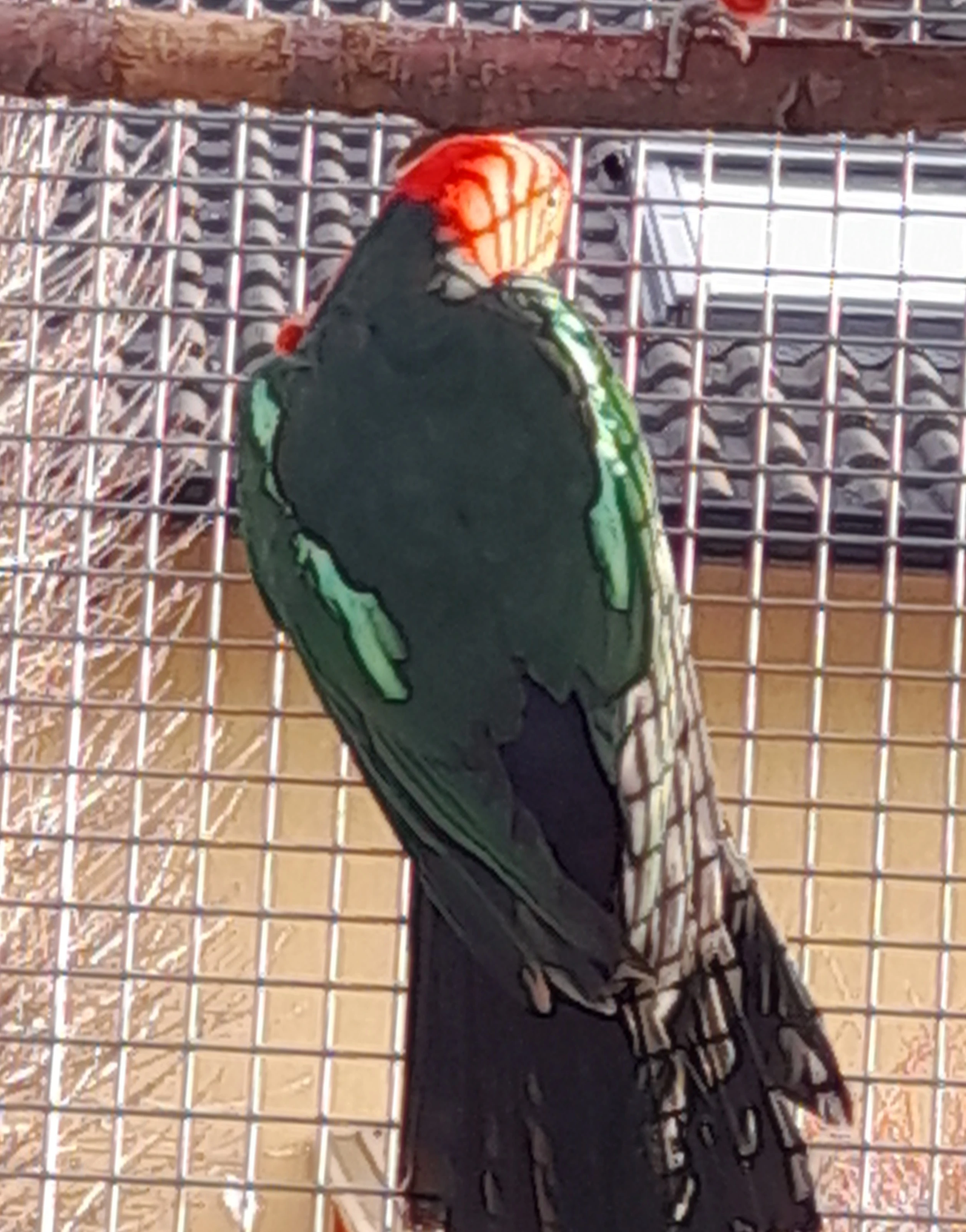 Papoušek královský štěpitelný