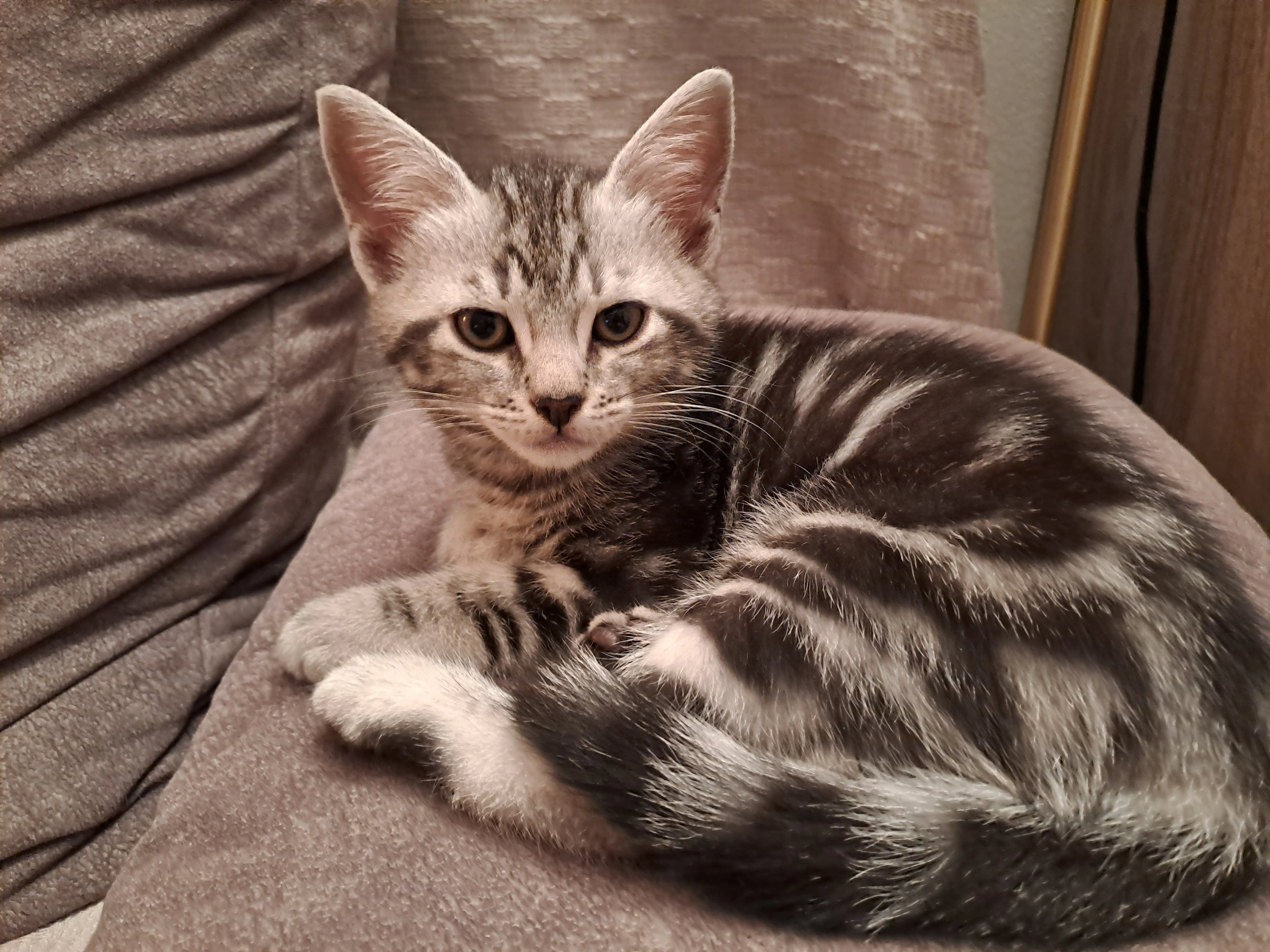 Evropská koťátka s PP