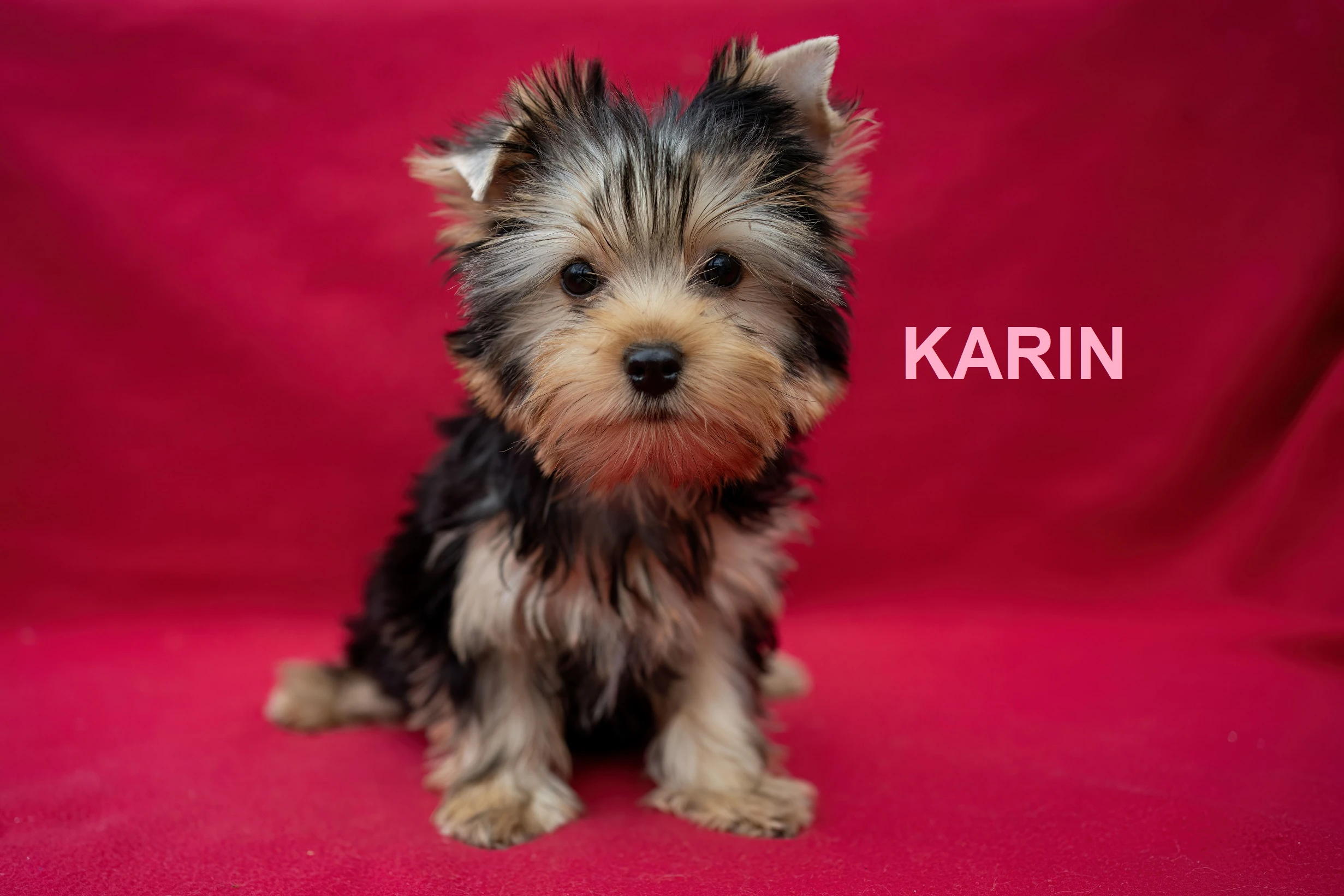 Jorkširský teriér s PP - štěňátka