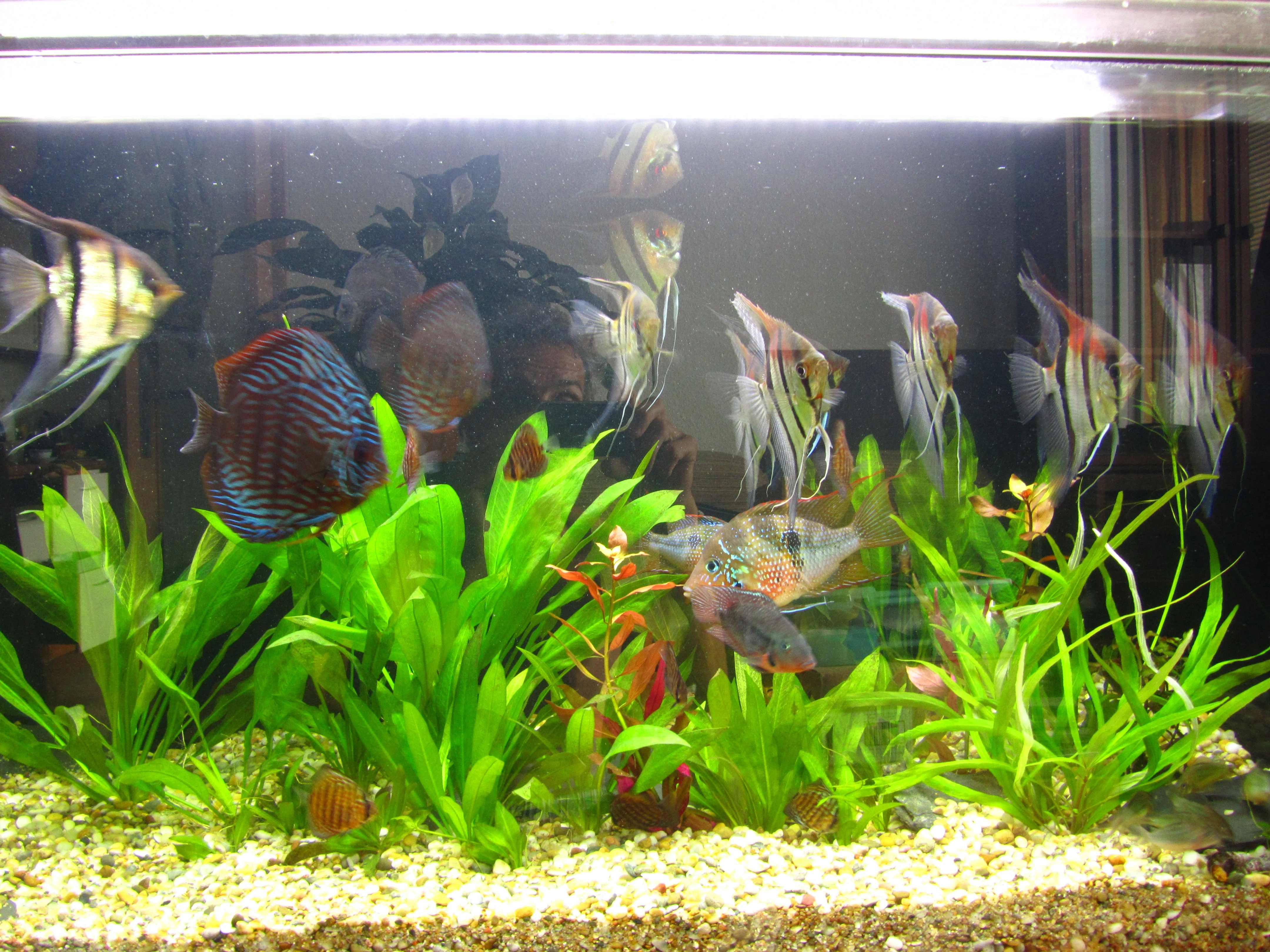 Levamisol-roztok na odčervení a parazity nejen pro skaláry a terčovce