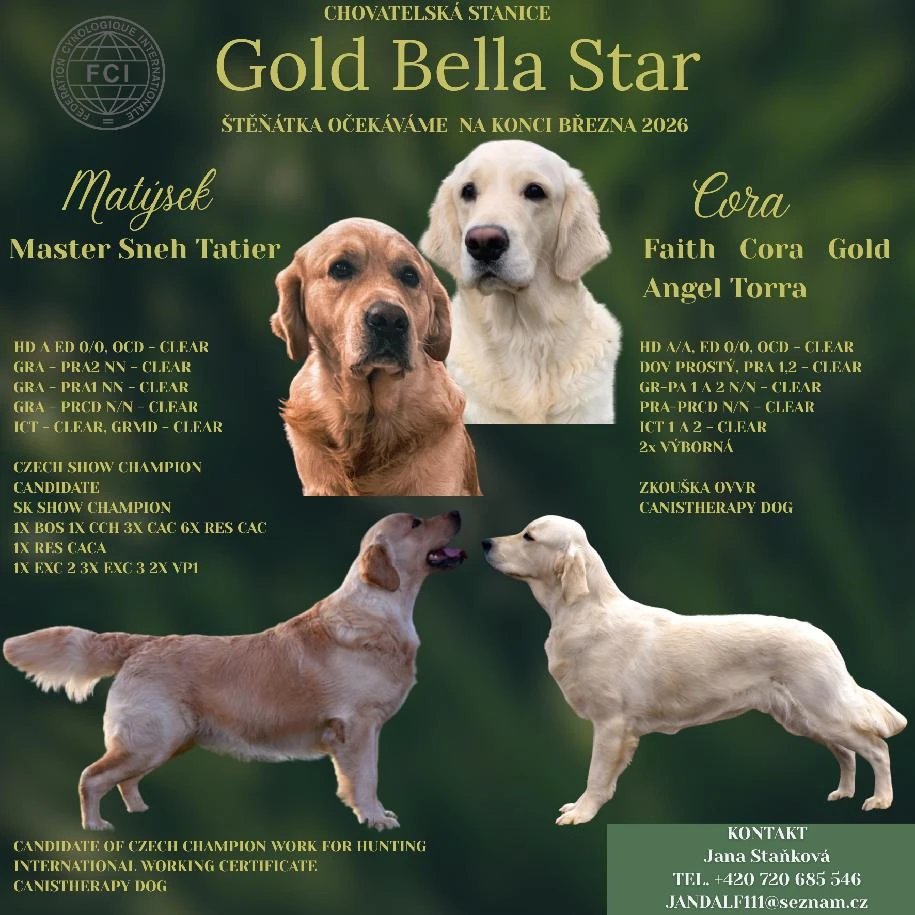 Zlatý retrívr s PP