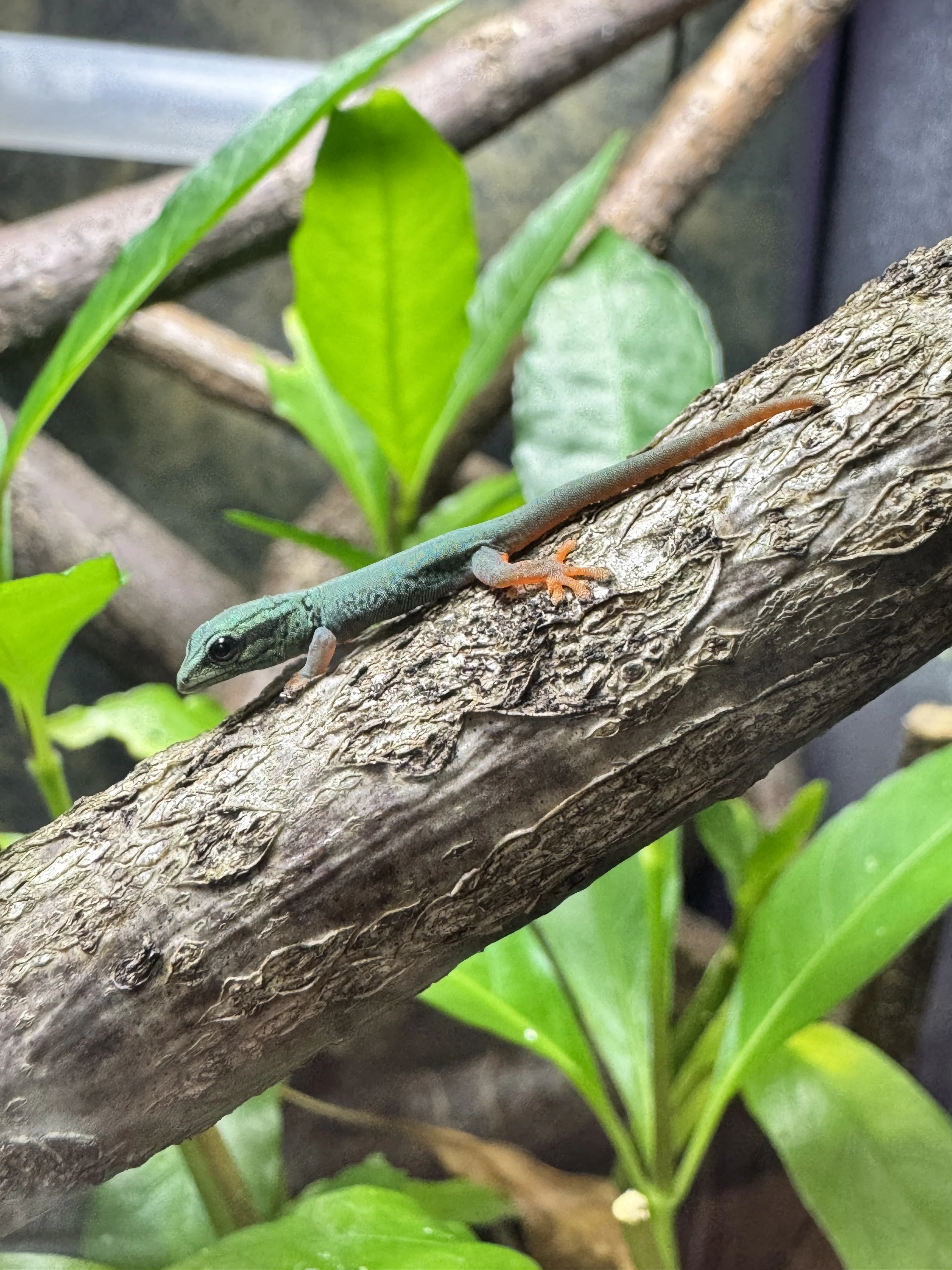 Gekon modry - Lygodactylus williamsi