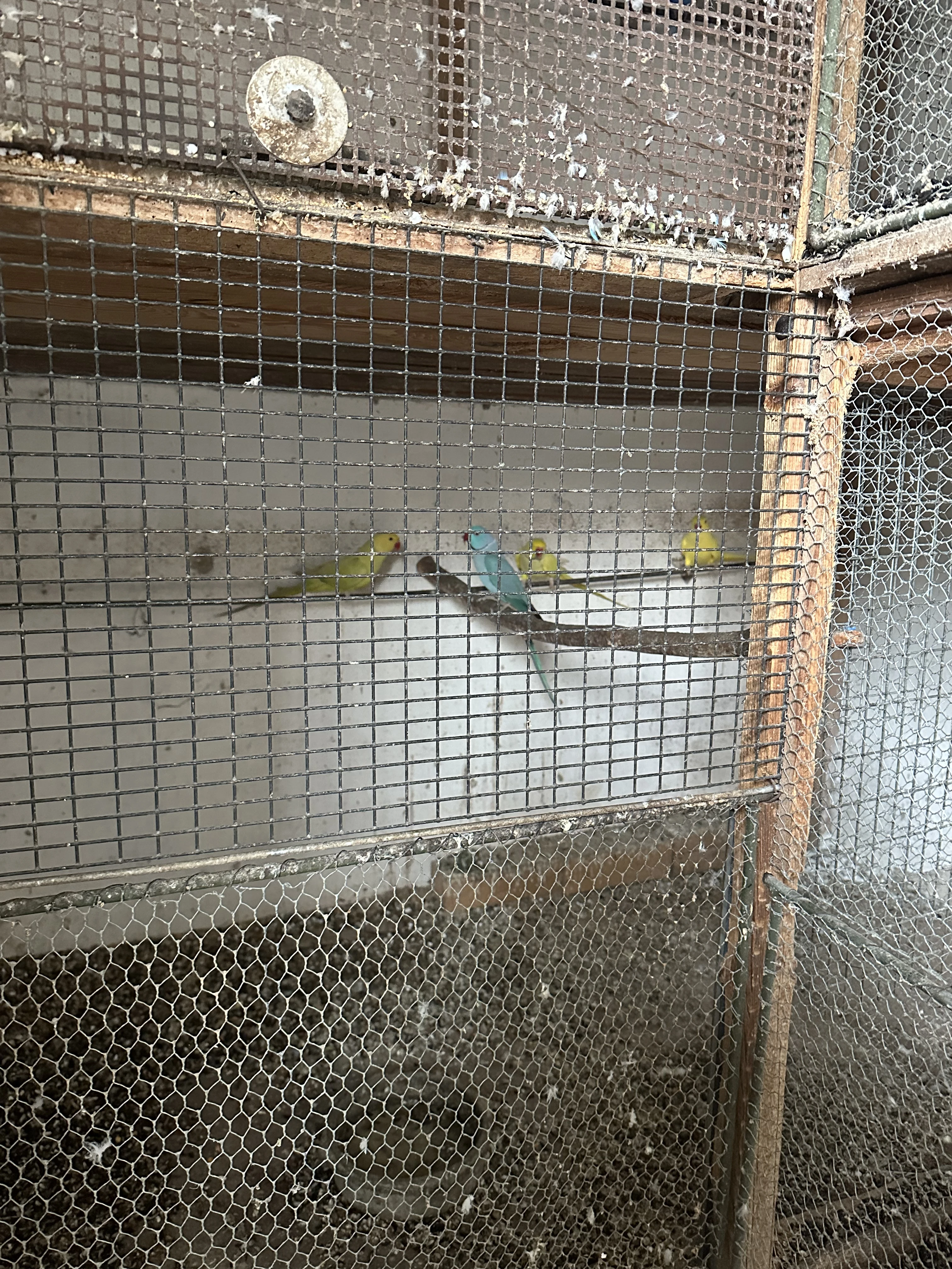 Alexandři, papoušci, rozely