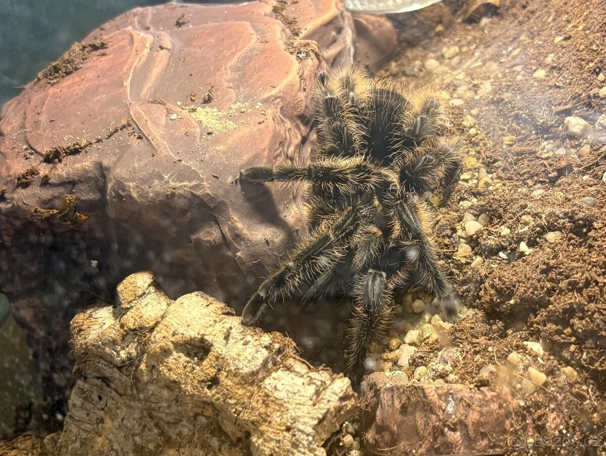 Samice tliltocatl albopilosum včetně terária