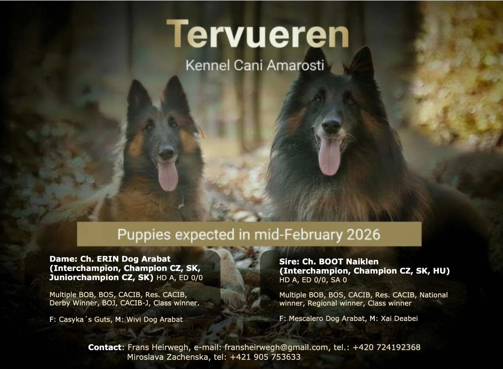 Prodam stenata belgickeho ovcaka Tervueren