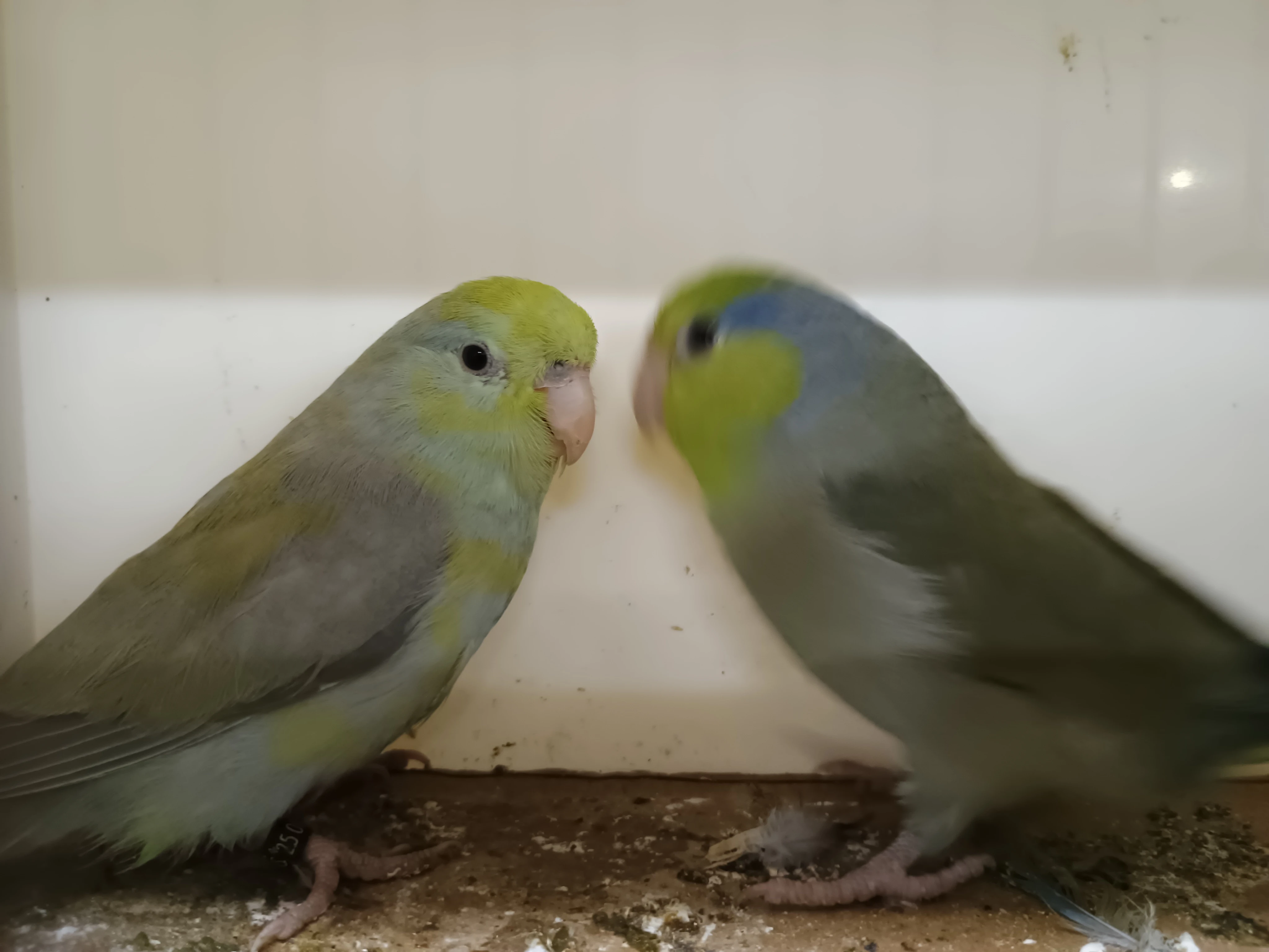 1,1 Papoušíček šedokřídlý