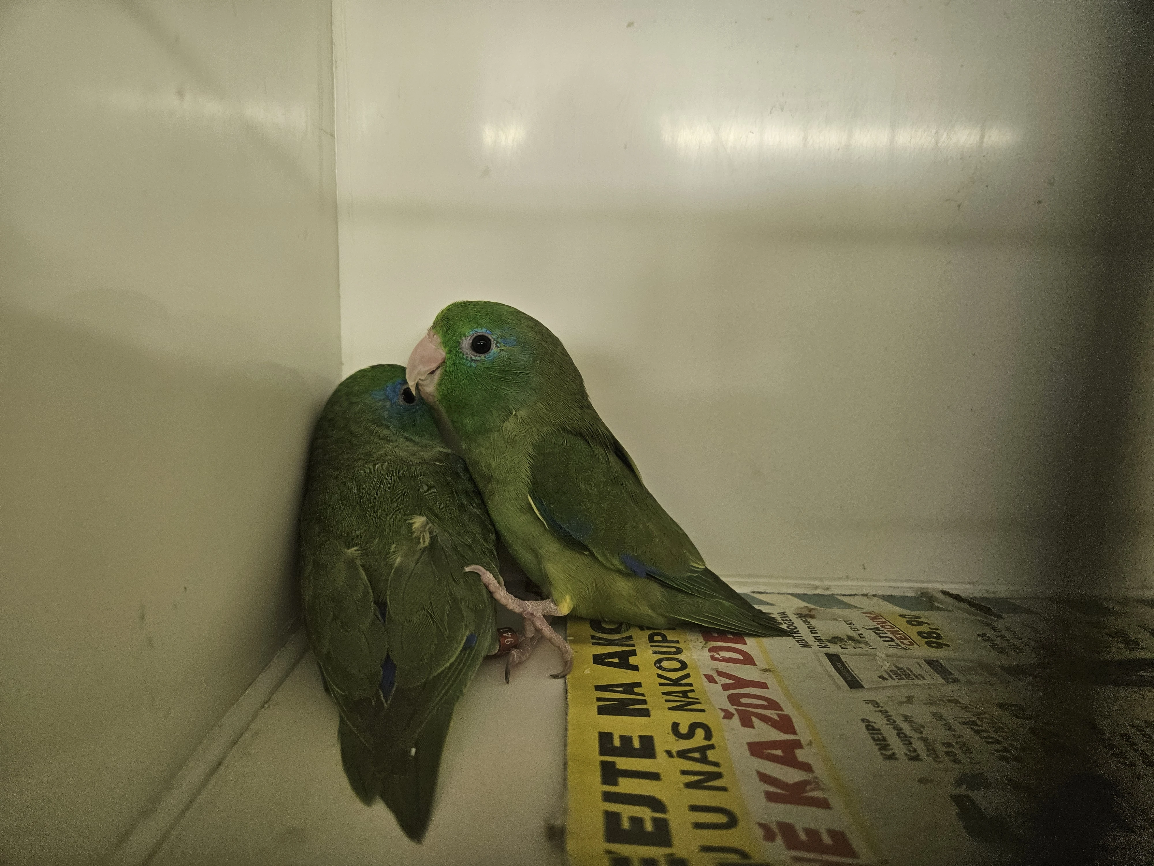 Papoušíček brýlatý