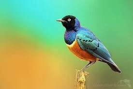 Leskoptev tříbarvá páry