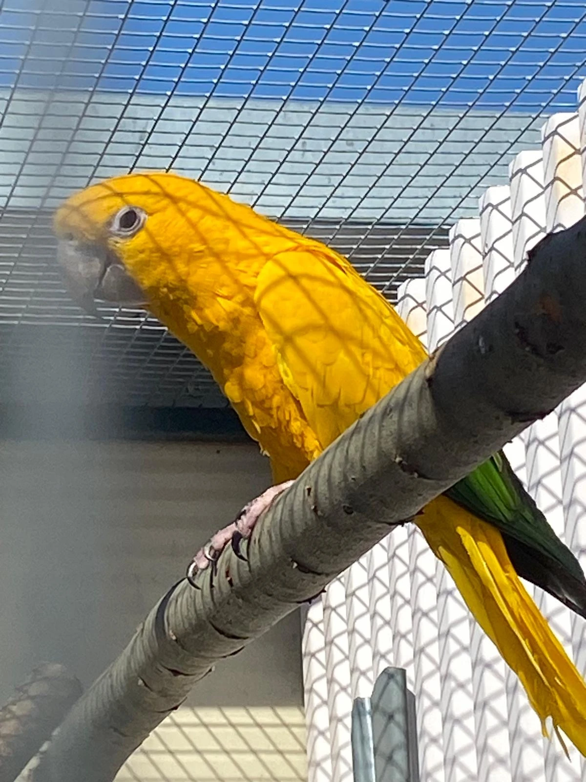 Aratinga žlutý - guarouba guarouba