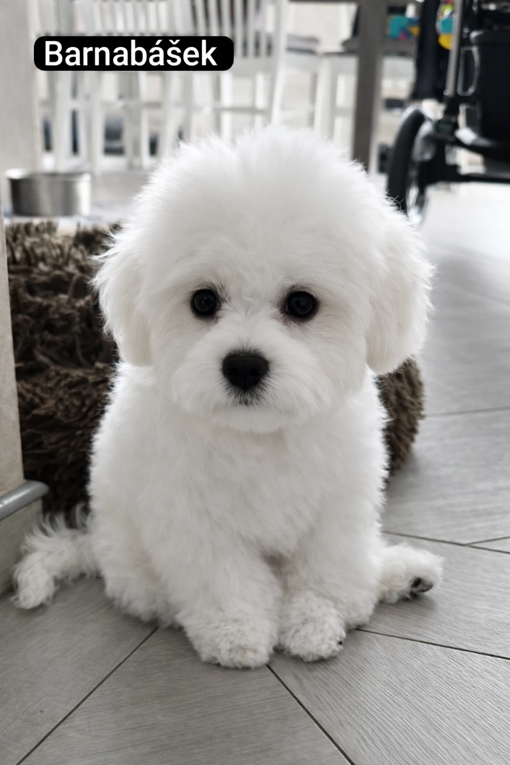 Štěně psa Bišonek s PP.