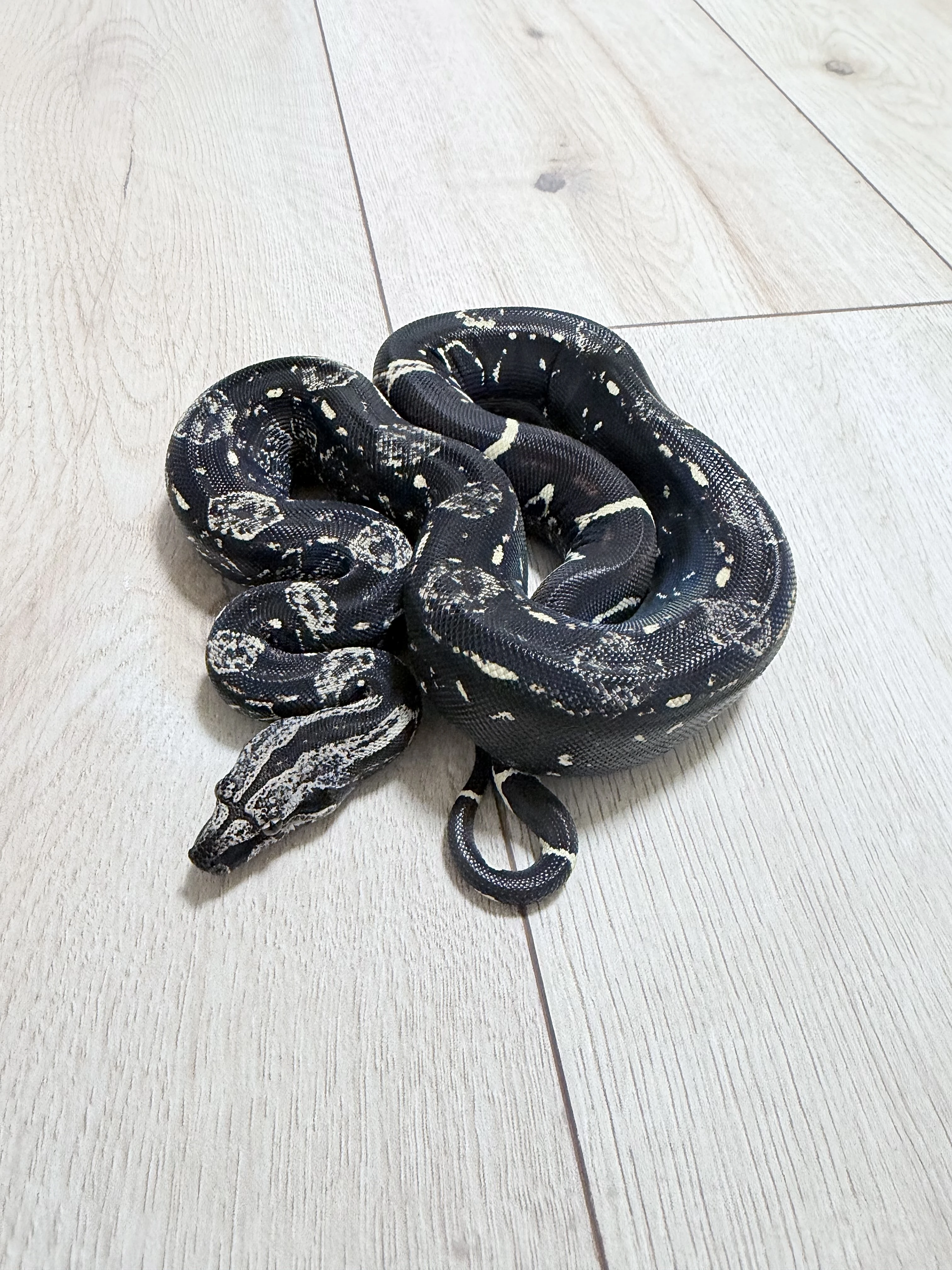 Hroznys kralovsky Boa samice IMG