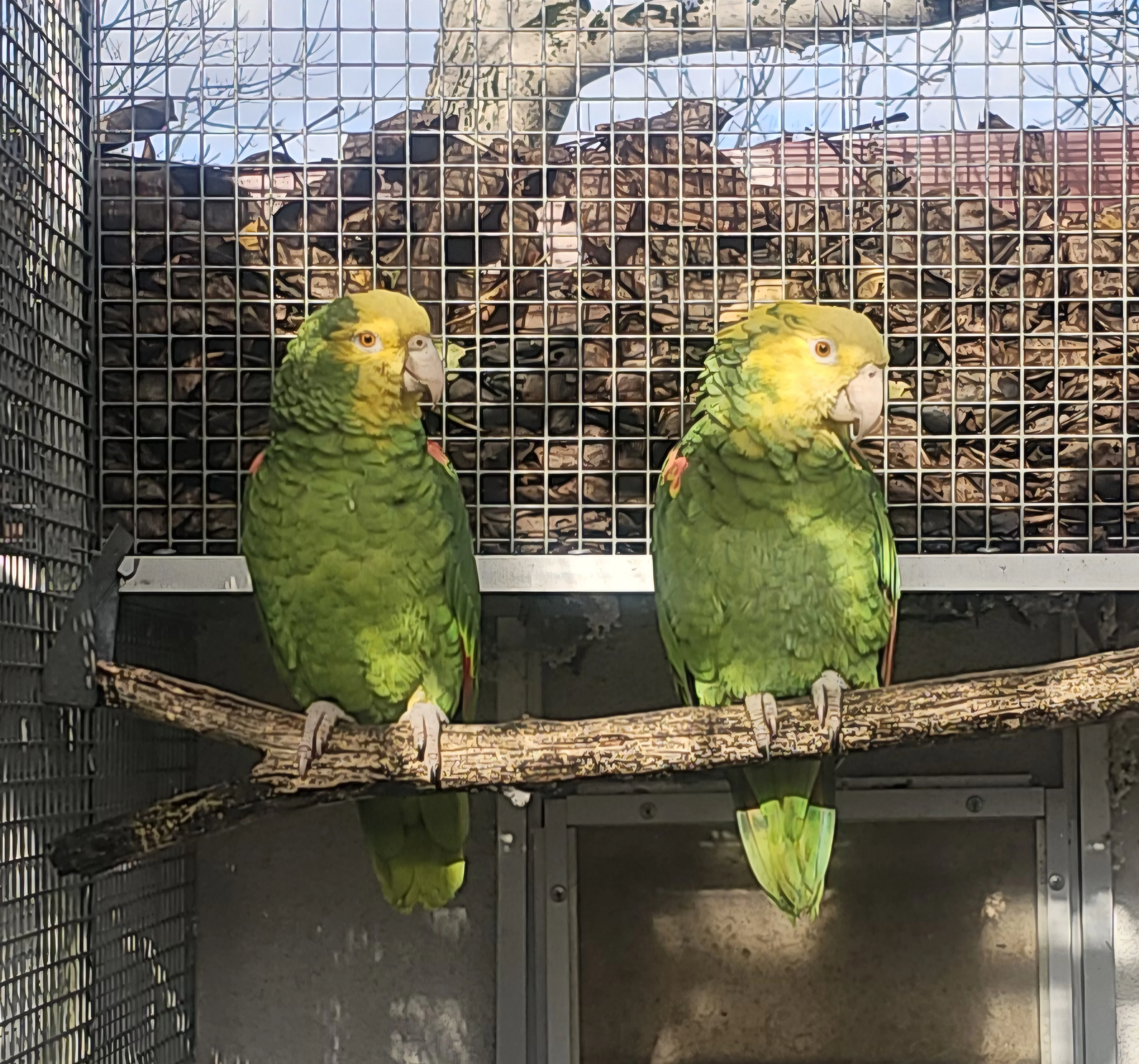 Prodám Amazoňan velký Oratrix