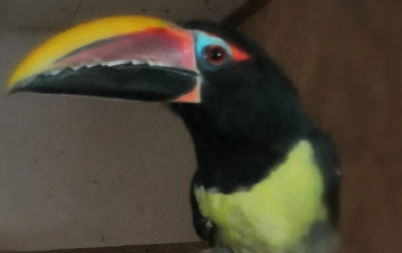 ruším chov ptactva